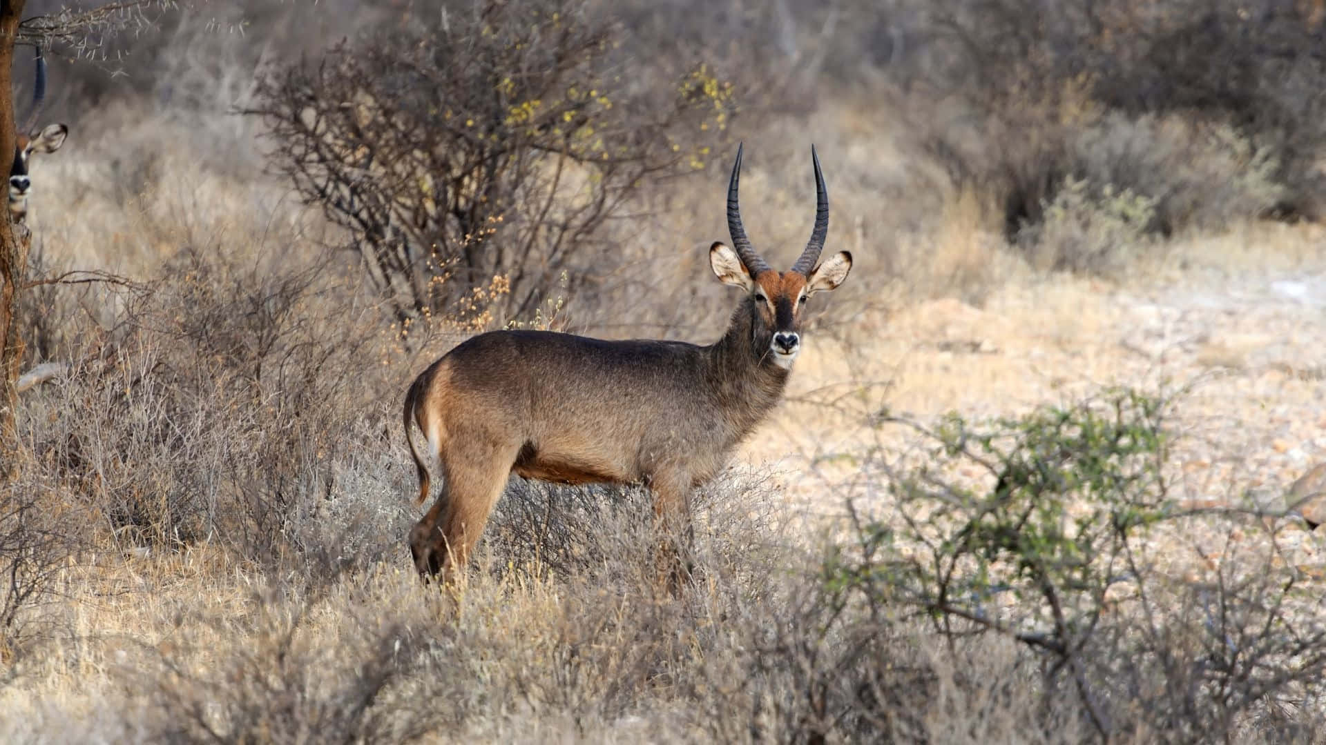 Waterbuck, savanna habitat, dry savanna grasses, Full HD Desktop Wallpaper