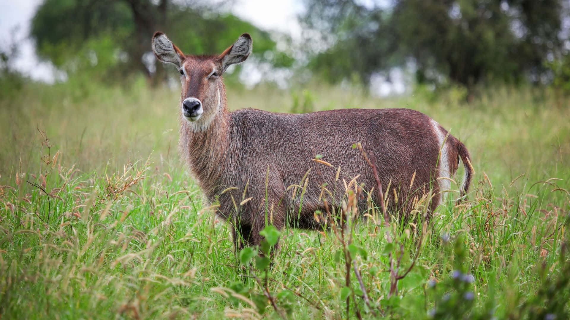 Waterbuck, tall green grass, trees, Full HD Desktop Wallpaper