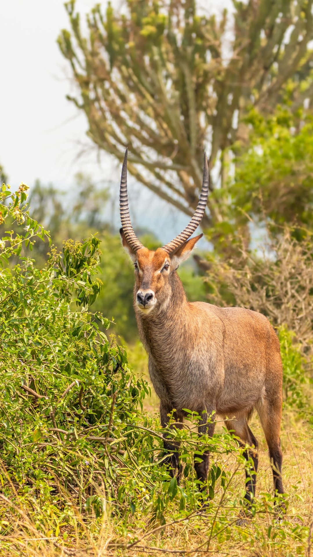 waterbuck, spiraled horns, sunlit grasses, Full HD Phone Wallpaper