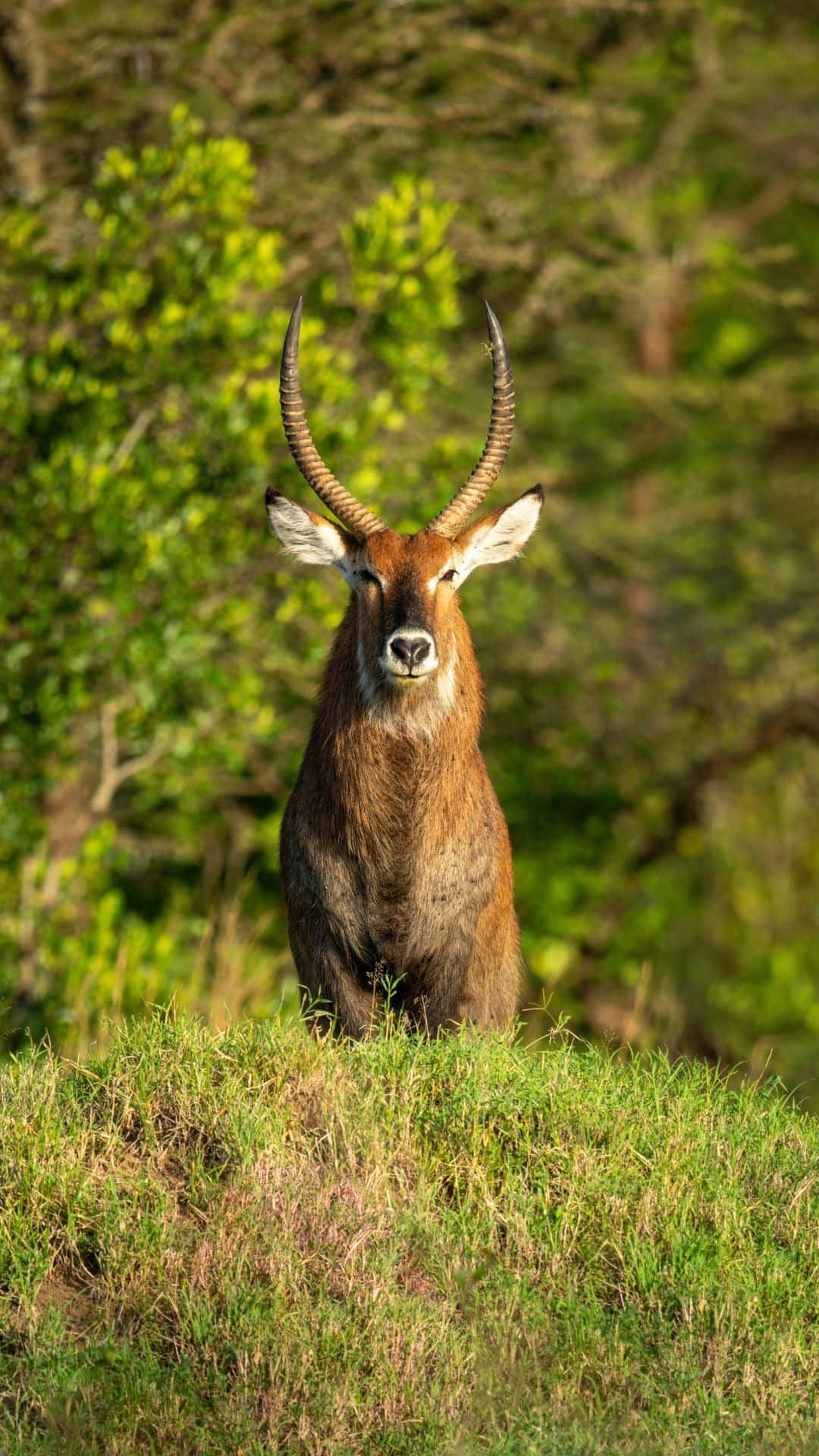 waterbuck, grassy mound, lush green foliage, Full HD Phone Wallpaper