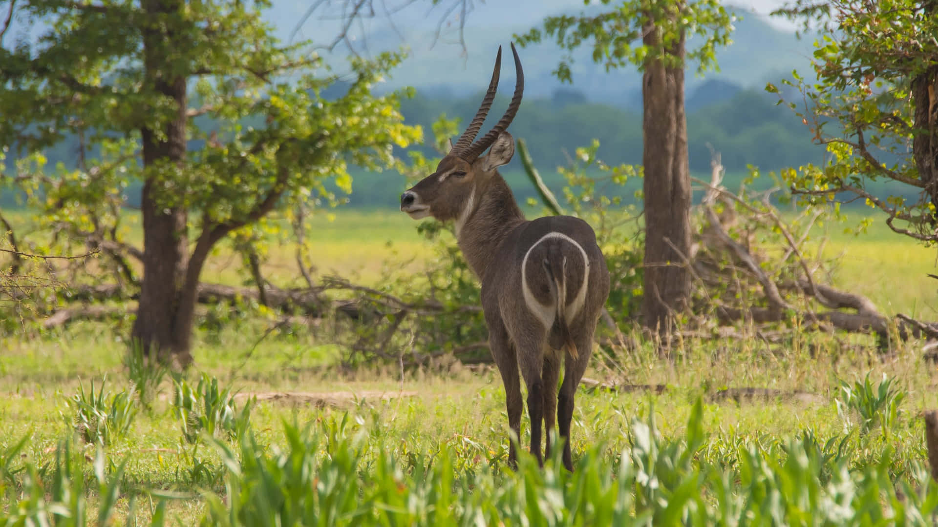 Waterbuck, savanna grassland, sunlit grassy clearing, Full HD Desktop Wallpaper