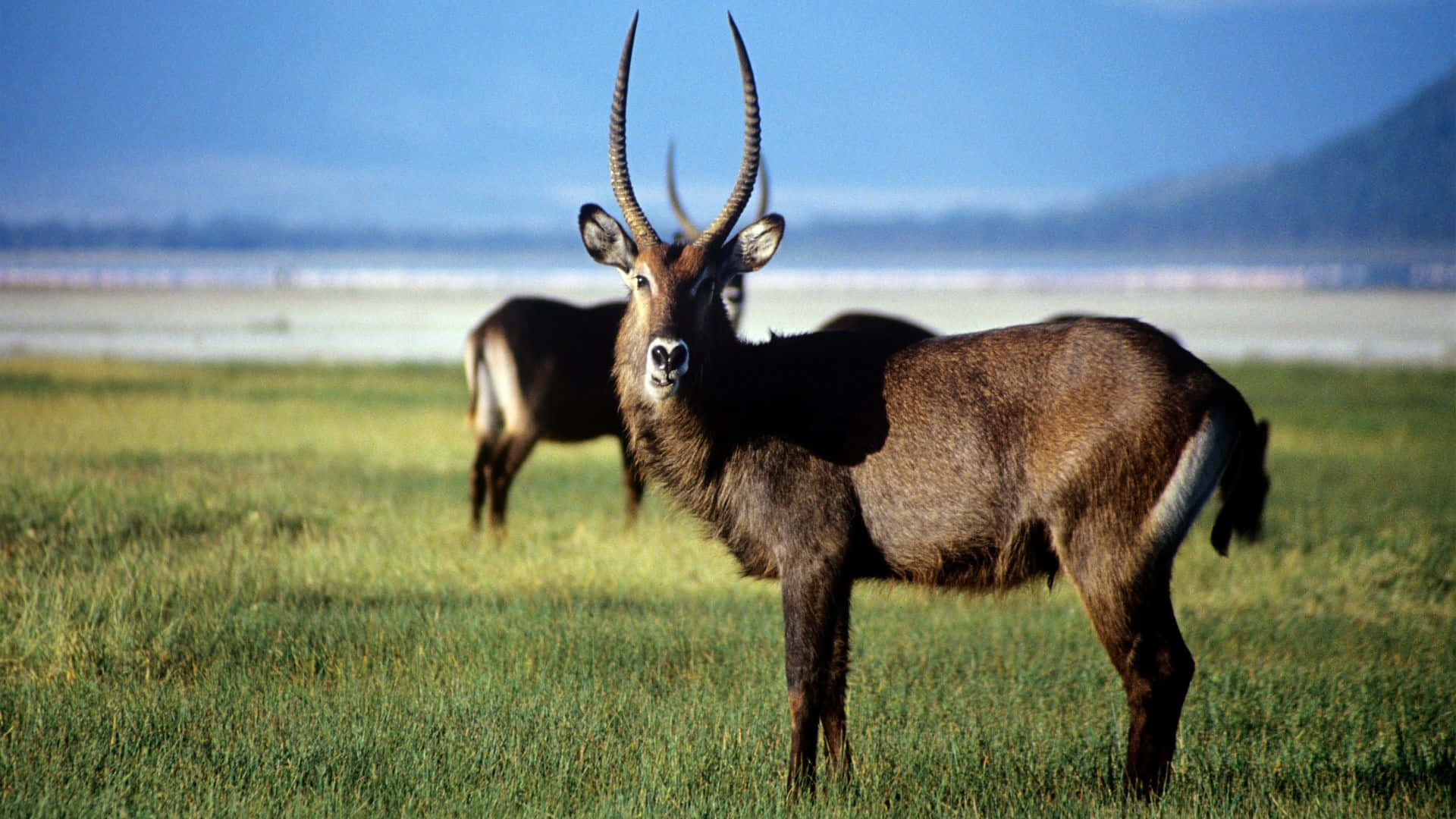 Waterbuck, grassy field, sunlit, Full HD Desktop Wallpaper