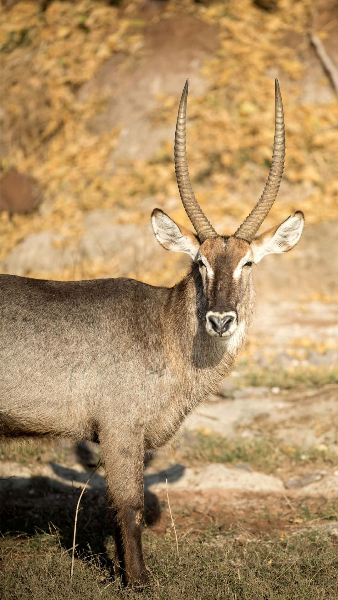 Waterbuck, autumn backdrop, golden foliage, Full HD Phone Wallpaper
