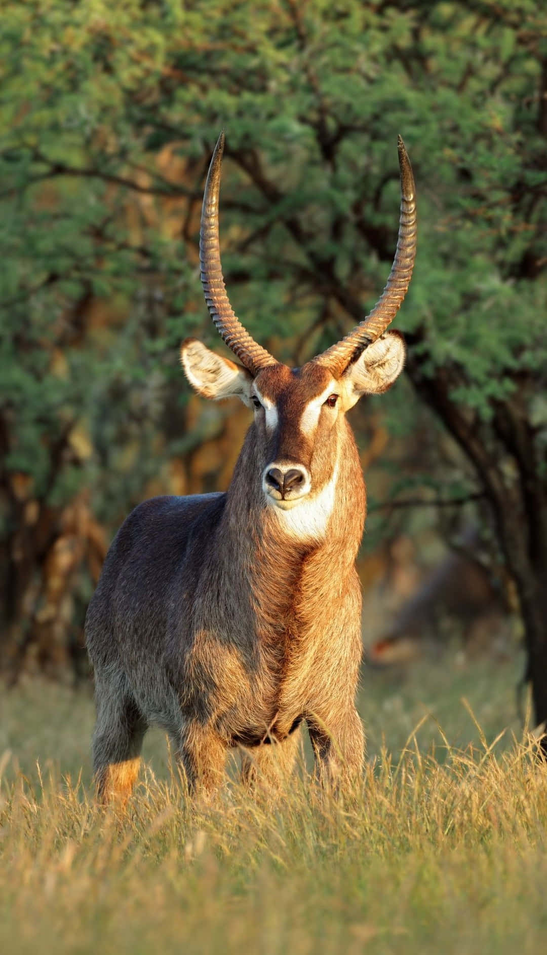 waterbuck, spiraled horns, golden grass, HD Phone Wallpaper