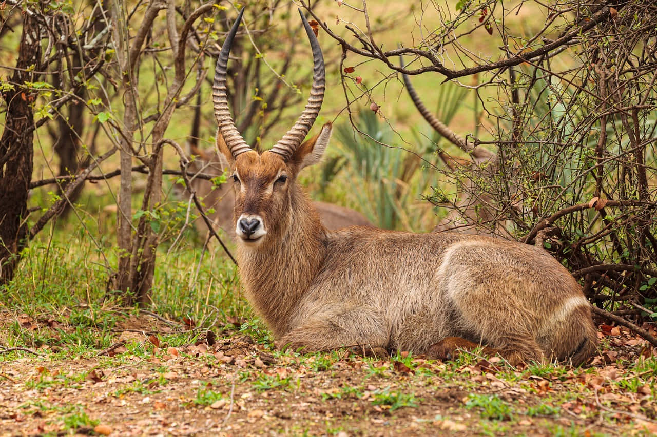 waterbuck, spiraled horns, tangled branches, HD Desktop Wallpaper