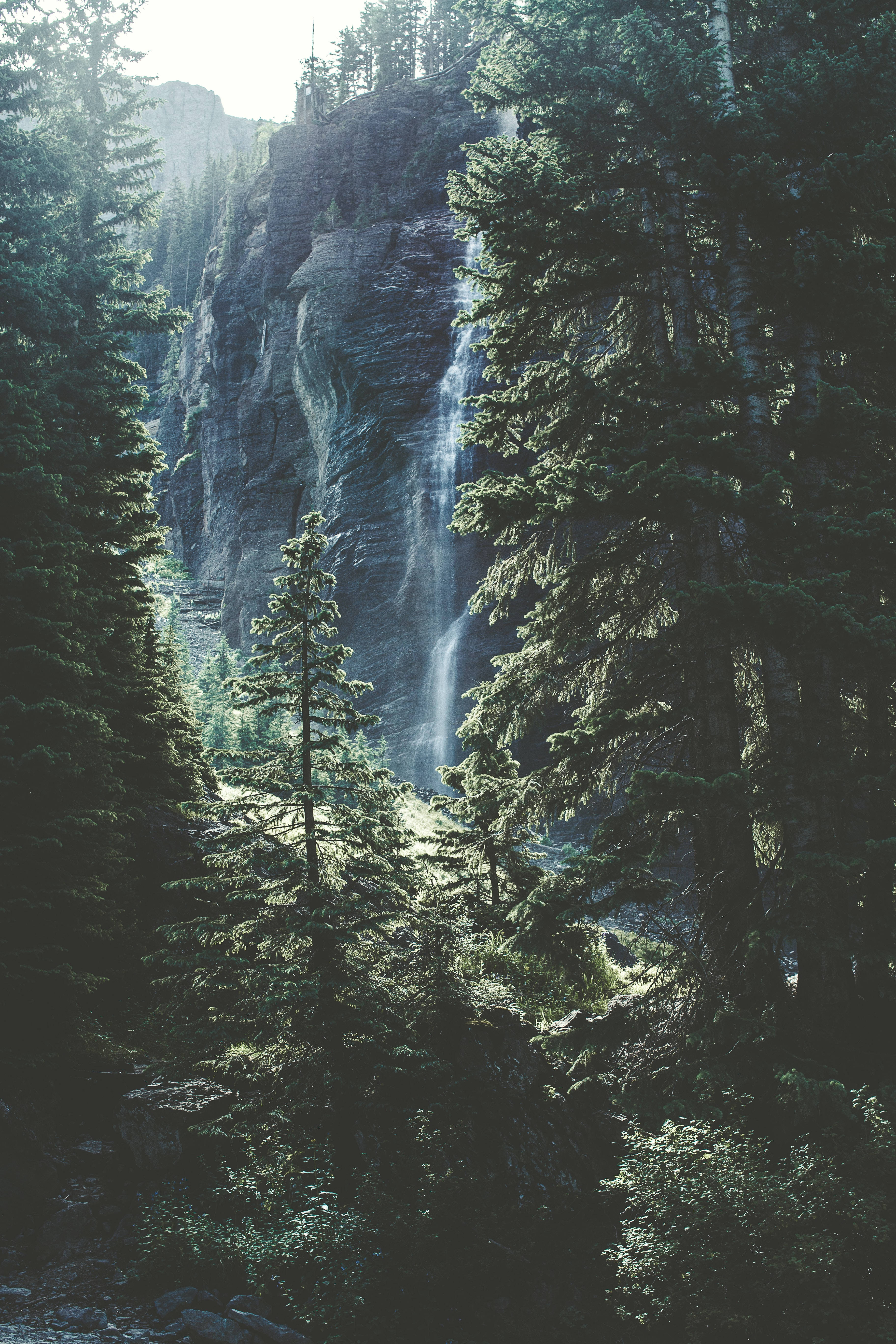4K Ultra HD, phone, forest, 5K Phone Wallpaper
