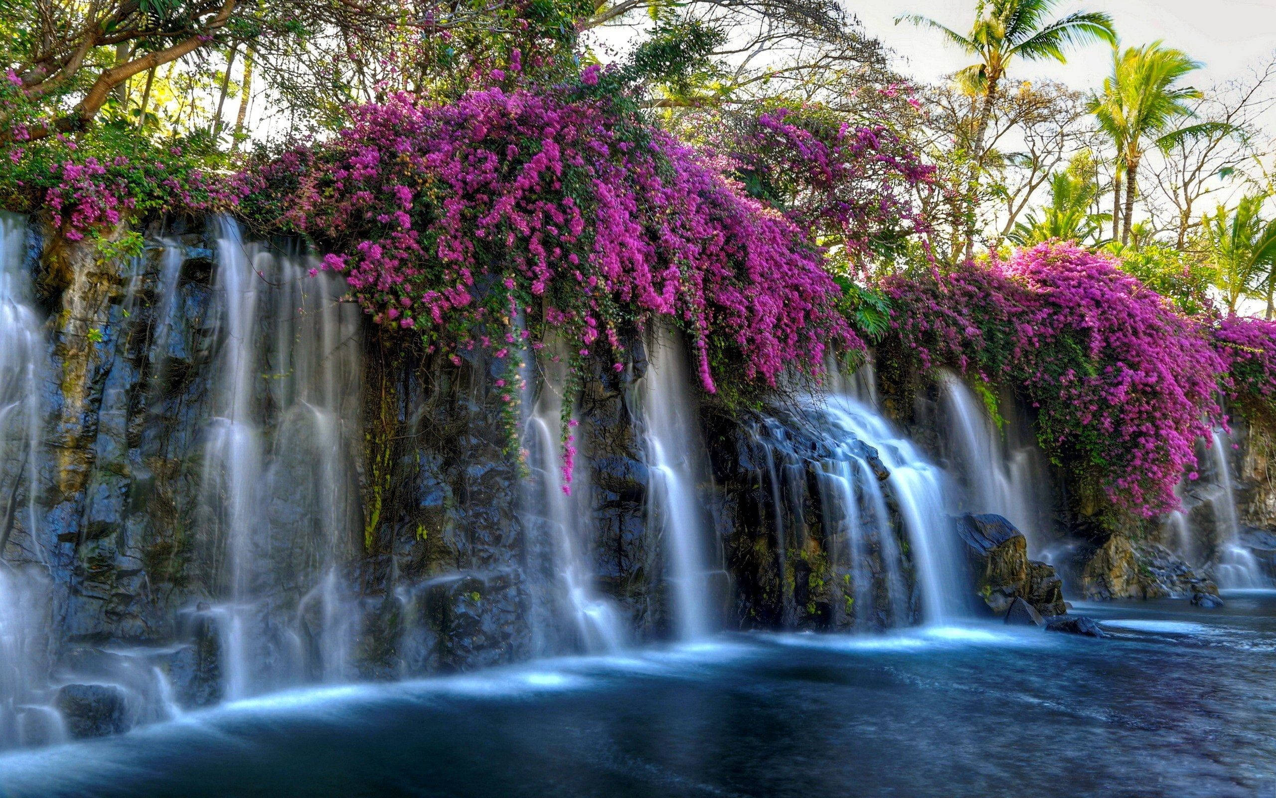 purple bougainvillea, rocky cliff, waterfalls, 2K Desktop Wallpaper