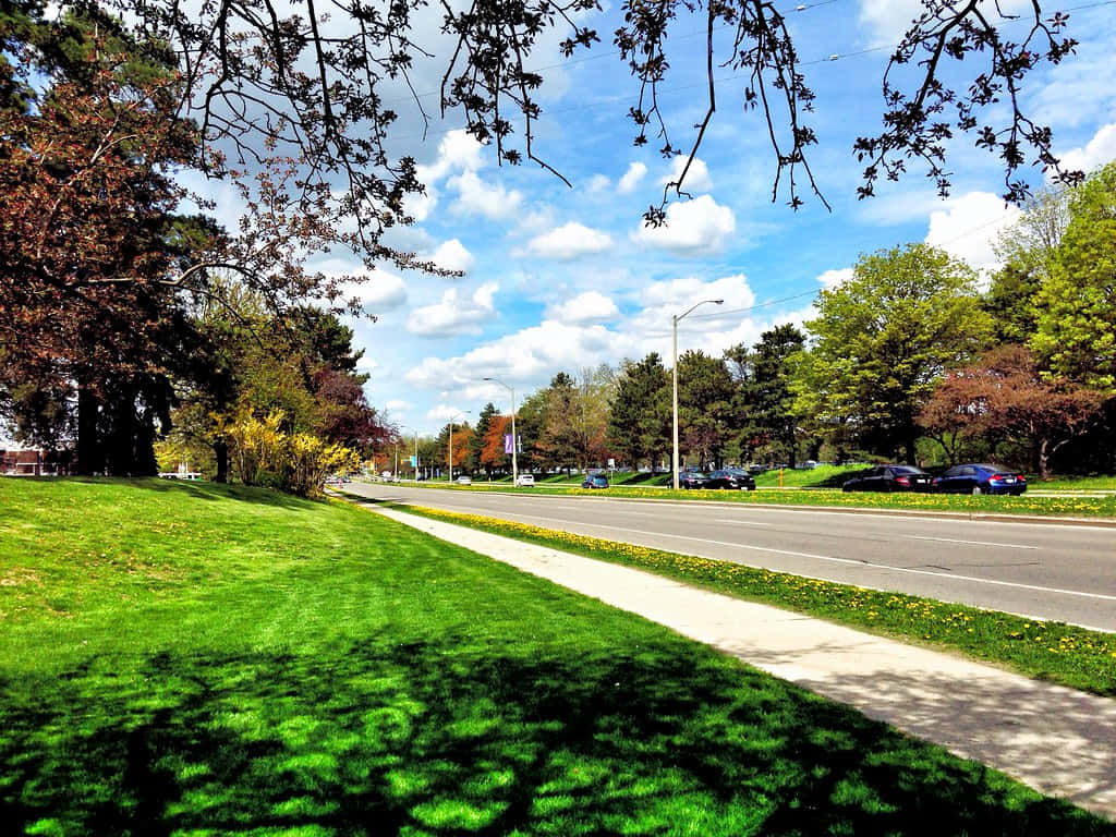 Waterloo Canada, tree-lined road, vibrant green grass, SD Desktop Wallpaper