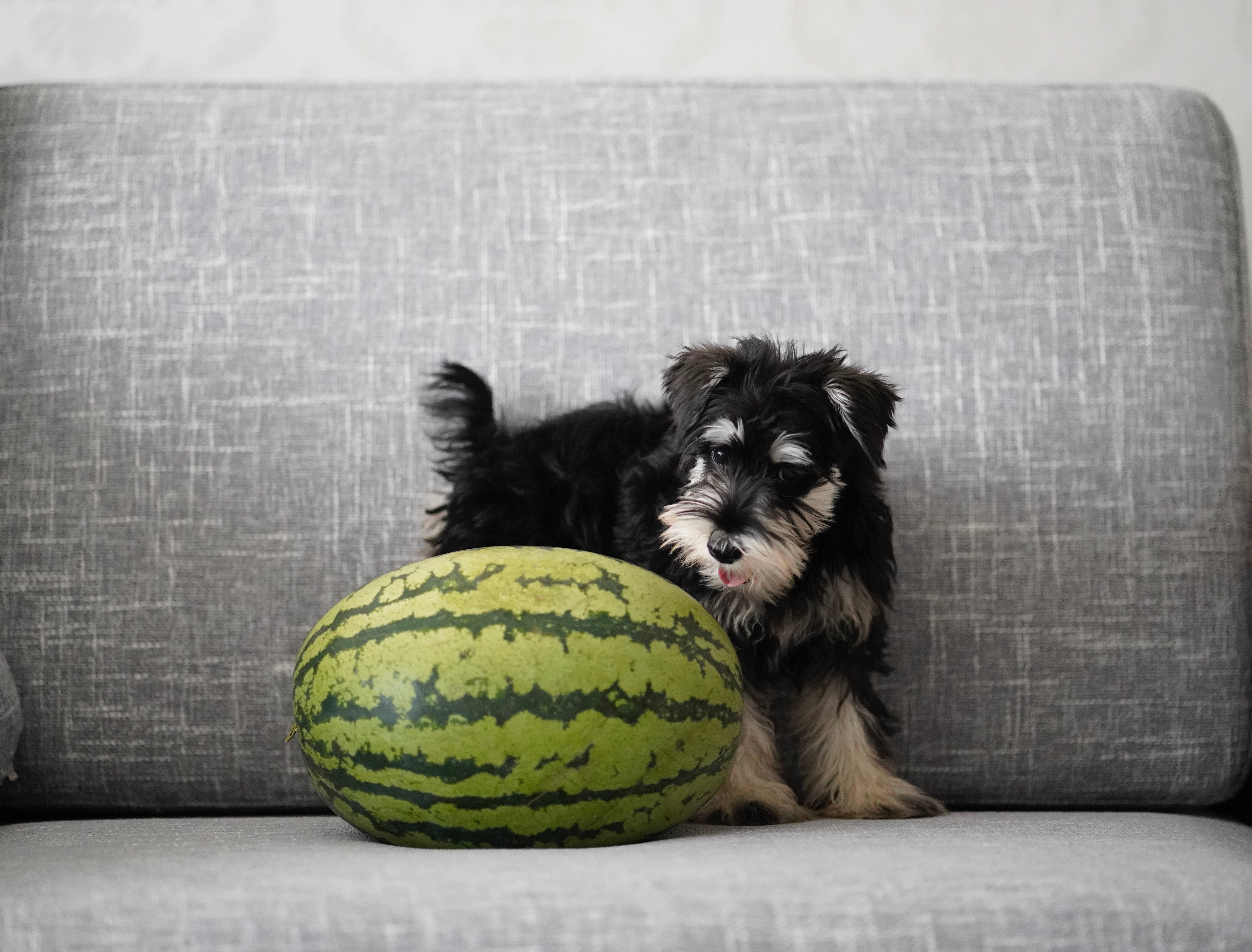 schnauzer puppy, striped watermelon, gray fabric couch, 5K Desktop Wallpaper