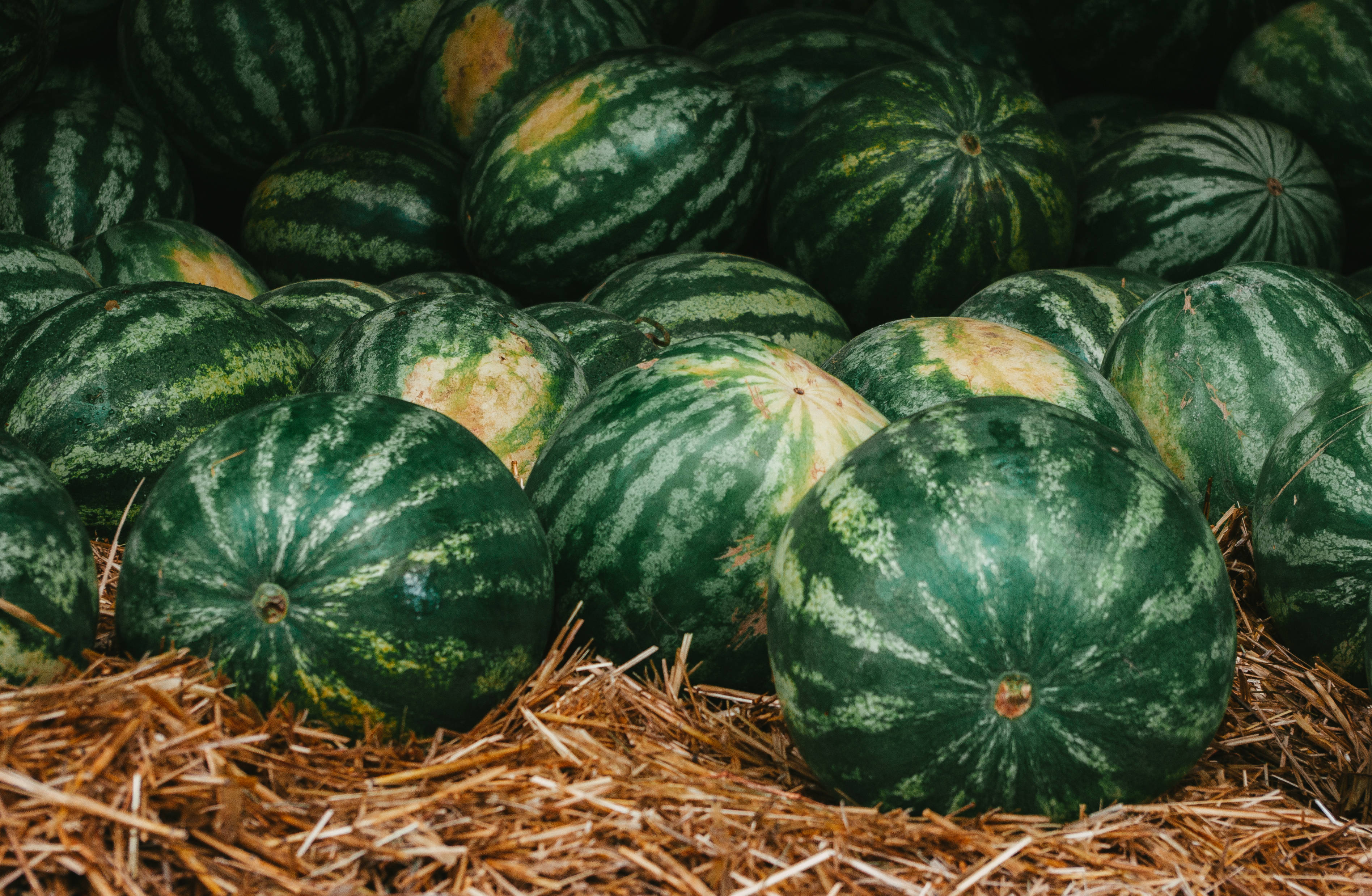 dark green watermelon, striped rinds, golden straw, 2K Desktop Wallpaper