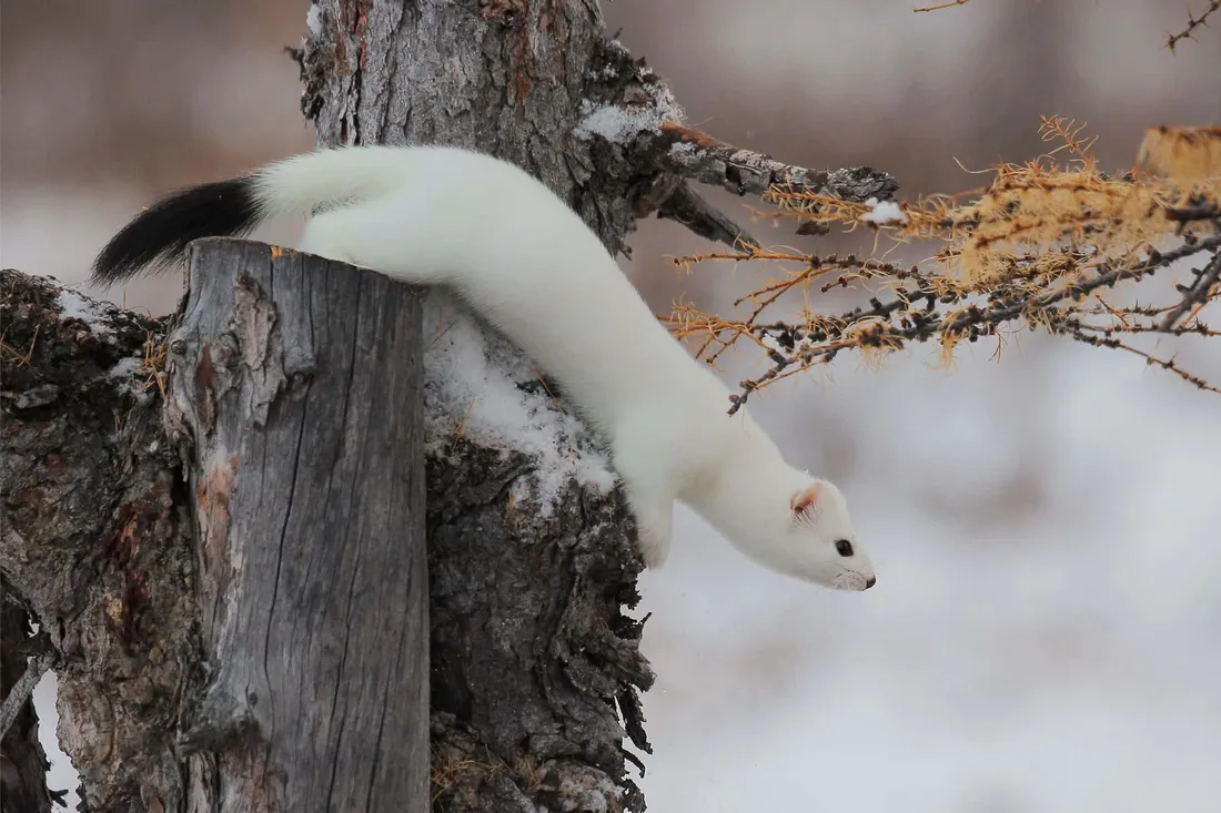Weasel