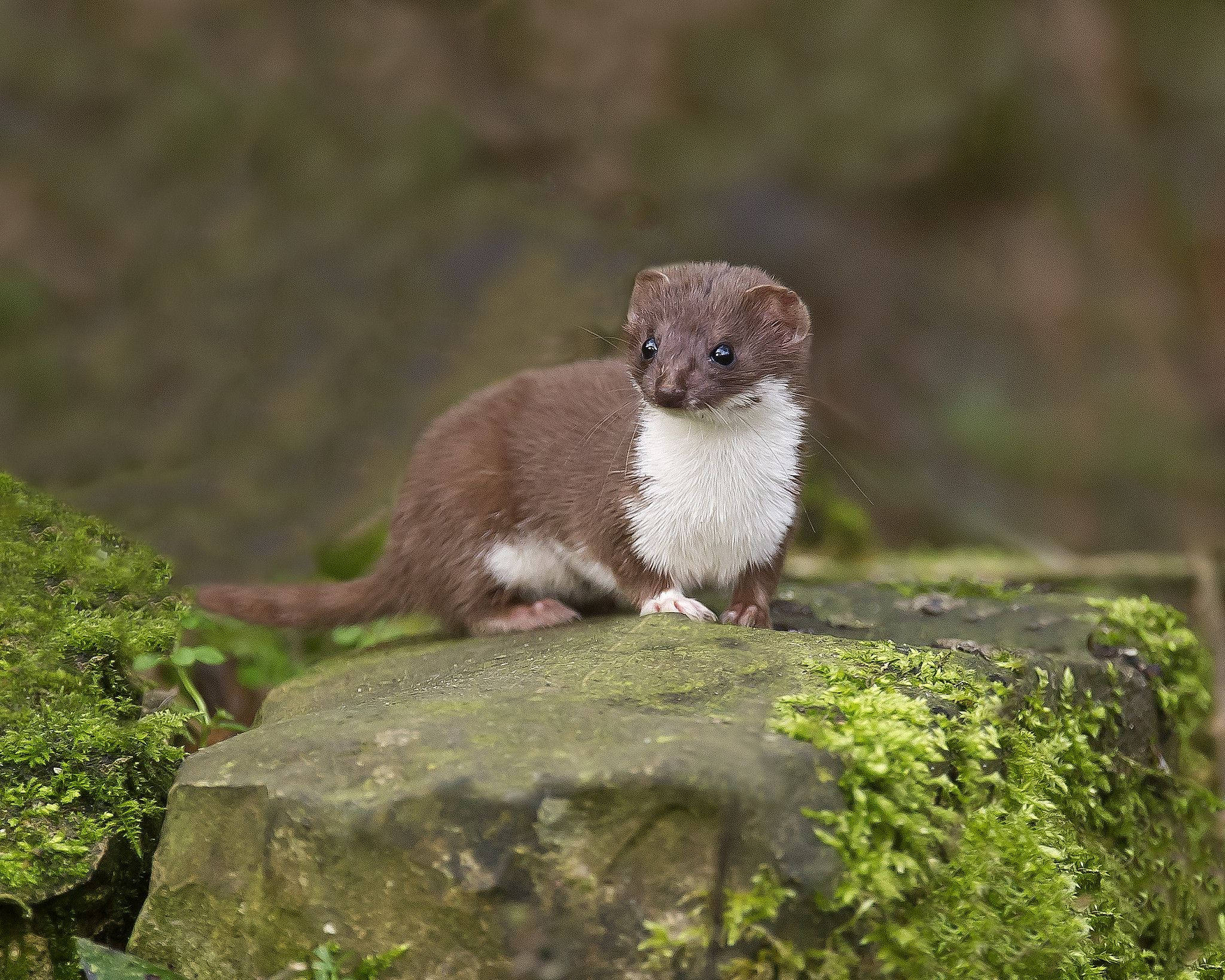 tiny dark ferret, weasel, white chest, Full HD Desktop Wallpaper