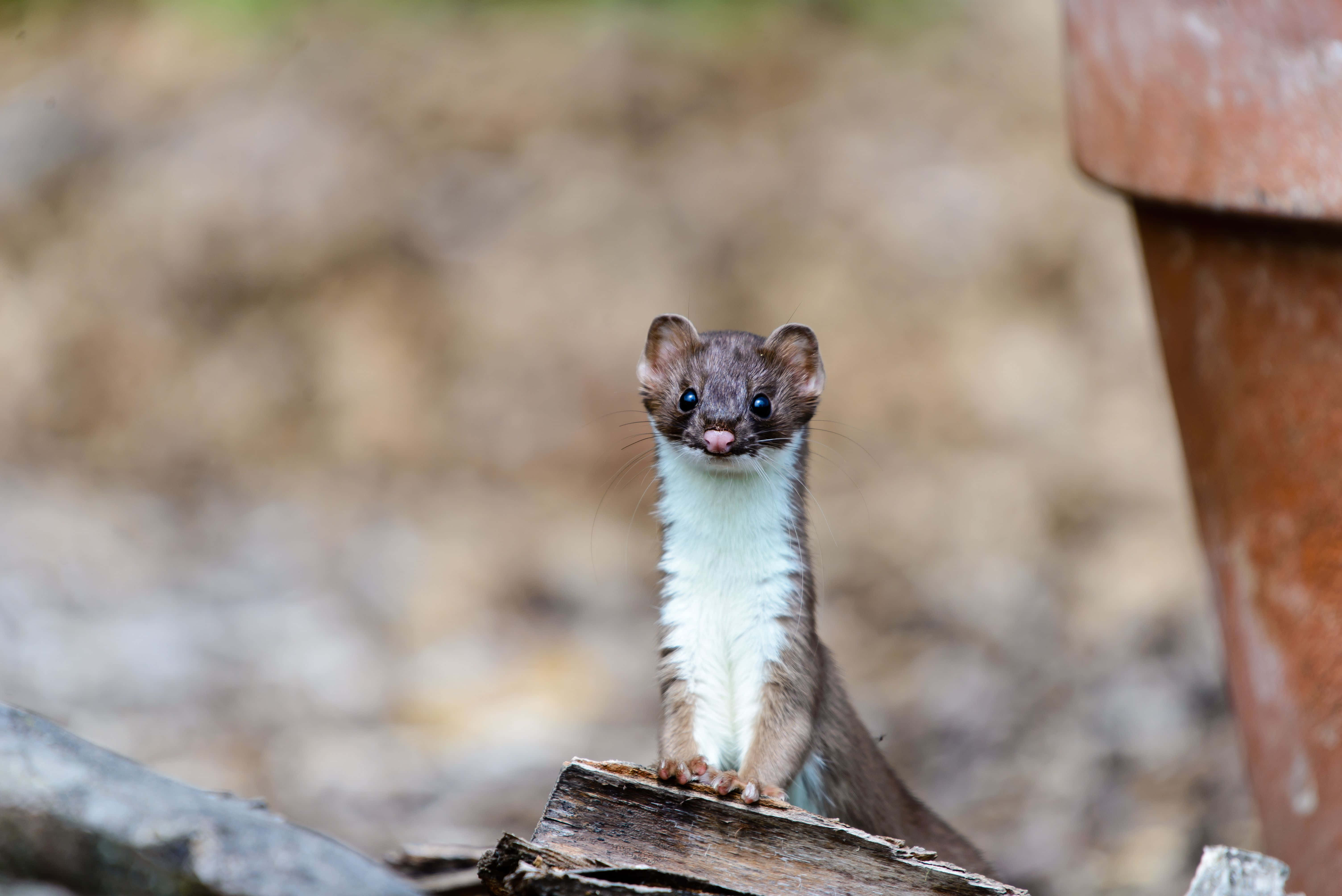 Curious Weasel Peeking Out, weasel, white chest, 5K Desktop Wallpaper