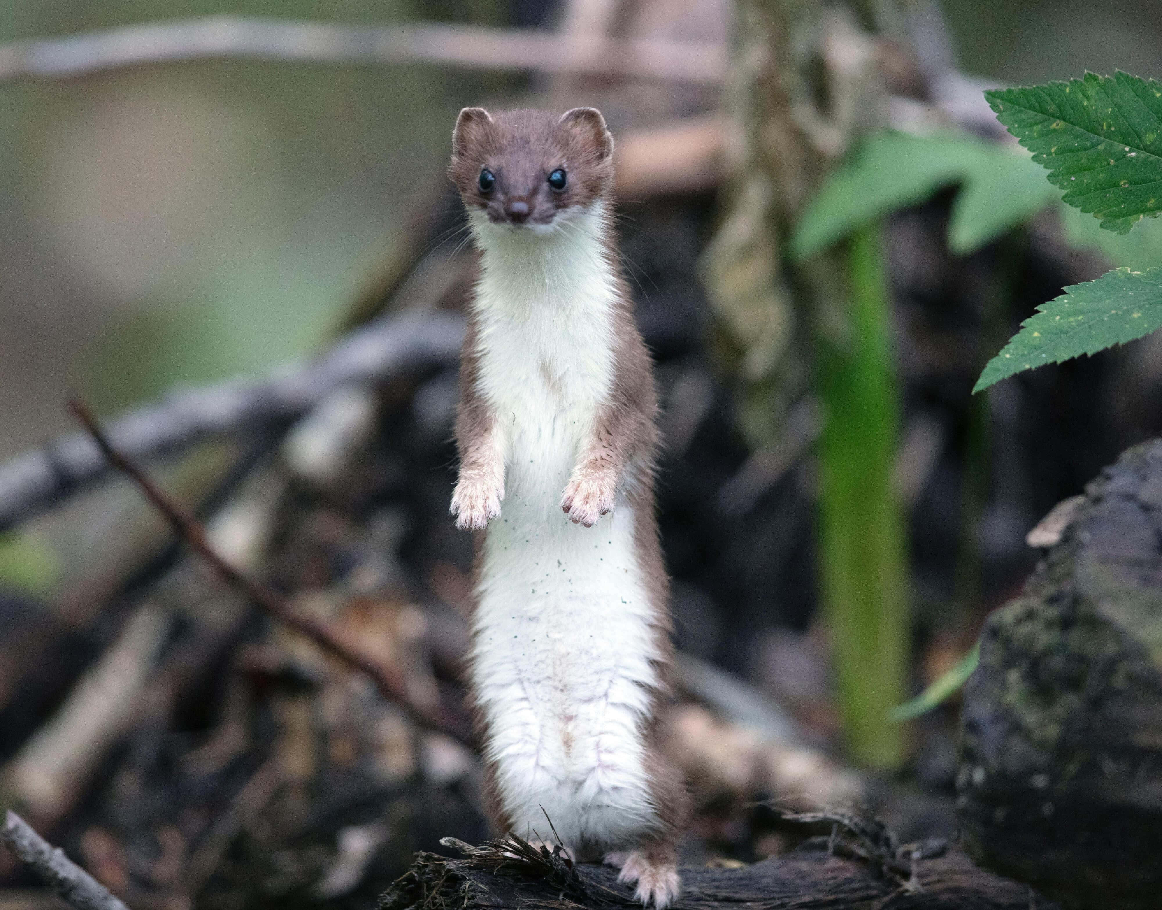 Weasel, log, forest, 4K Desktop Wallpaper