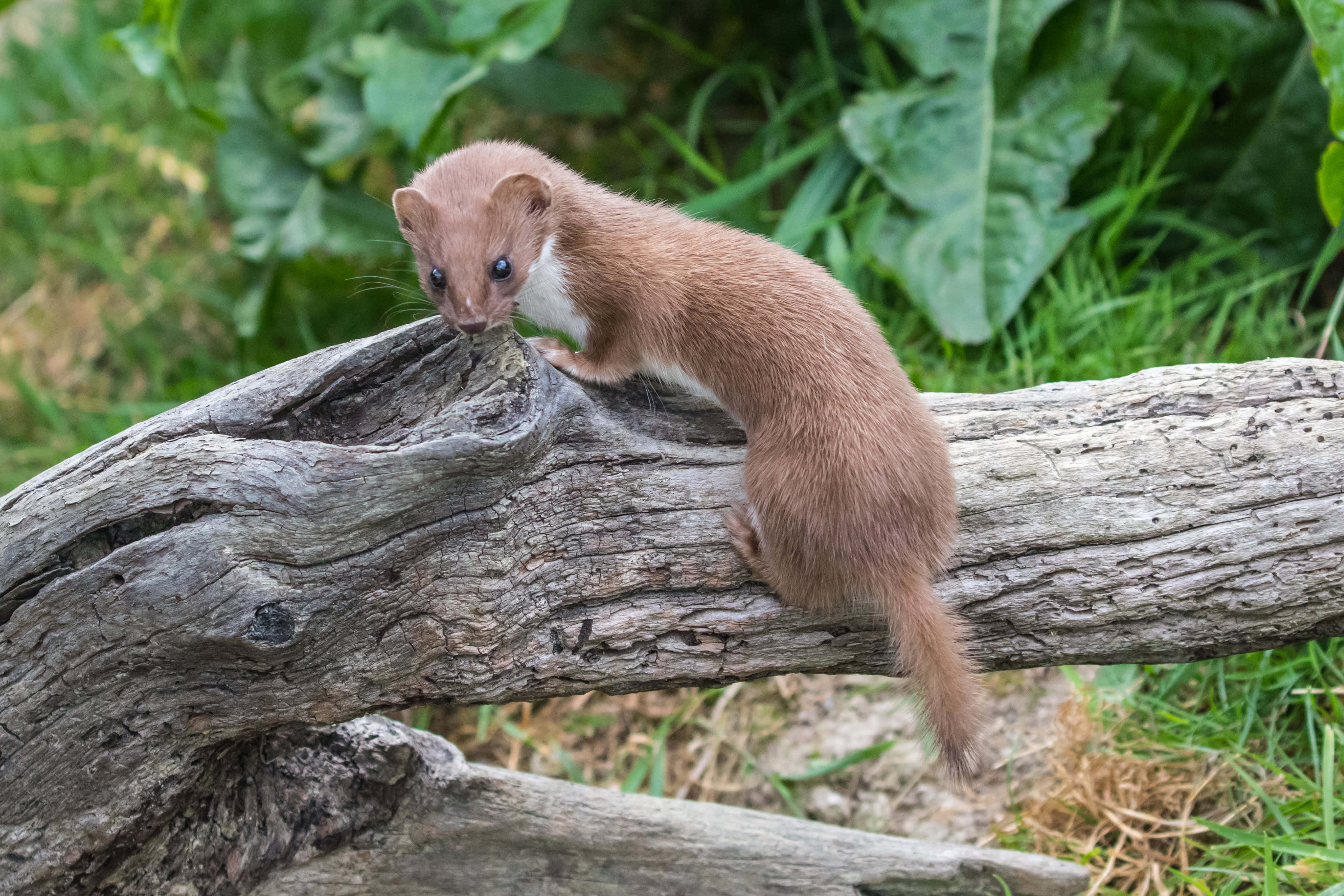 weasel, log, nature, 4K Desktop Wallpaper