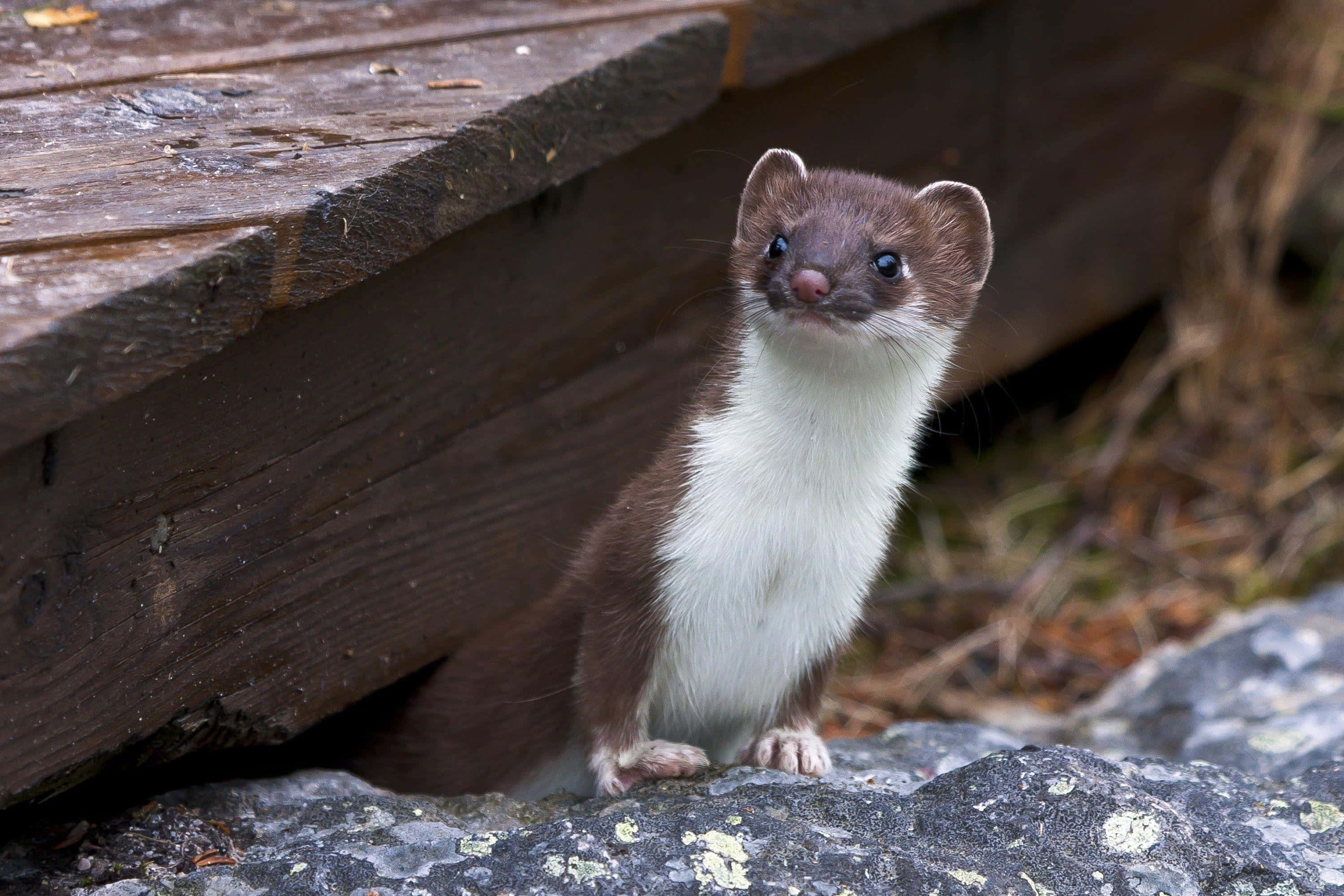 curious weasel, white chest, brown fur, 2K Desktop Wallpaper