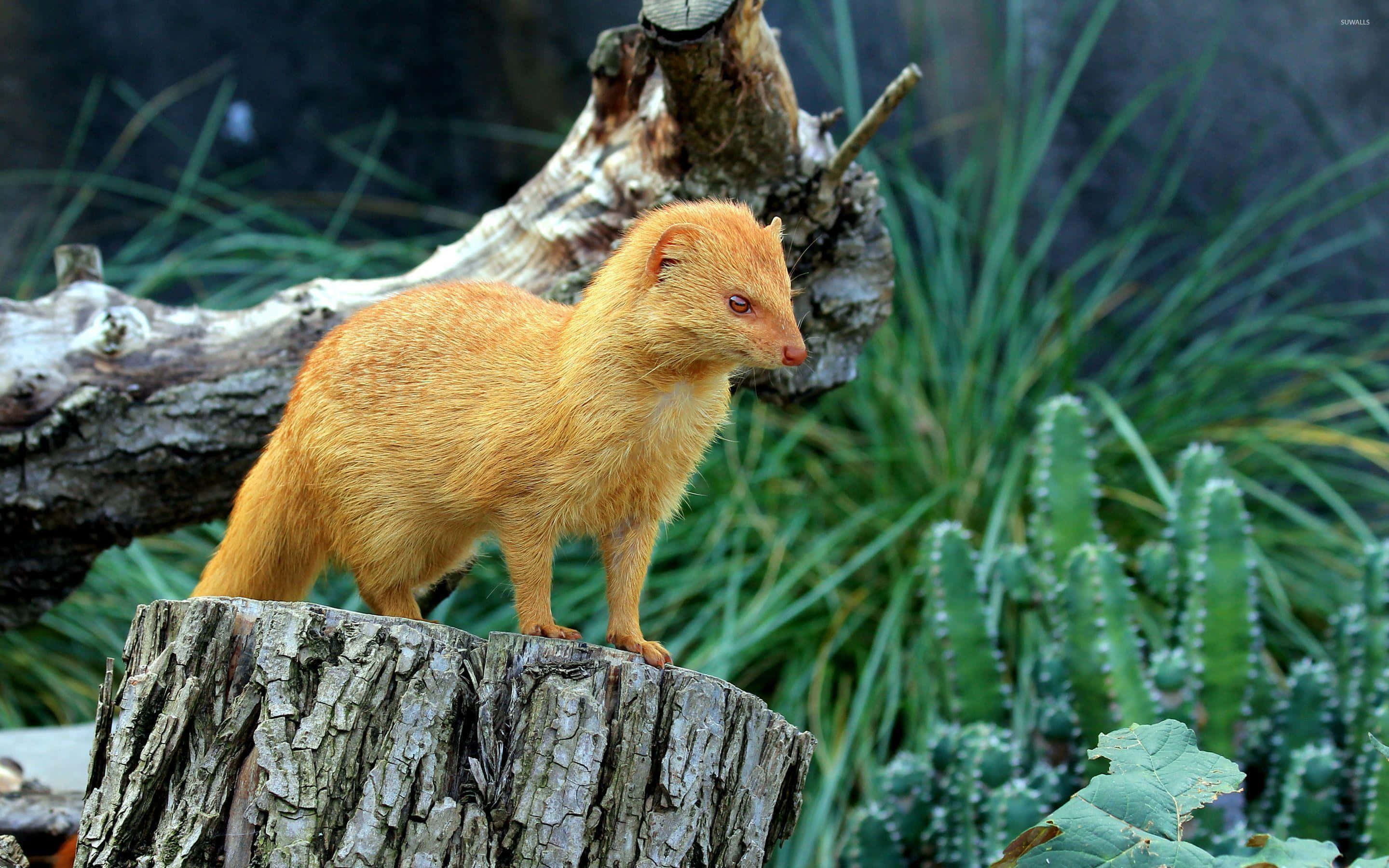 golden weaselon stump, golden mongoose, weathered tree stump, 2K Desktop Wallpaper