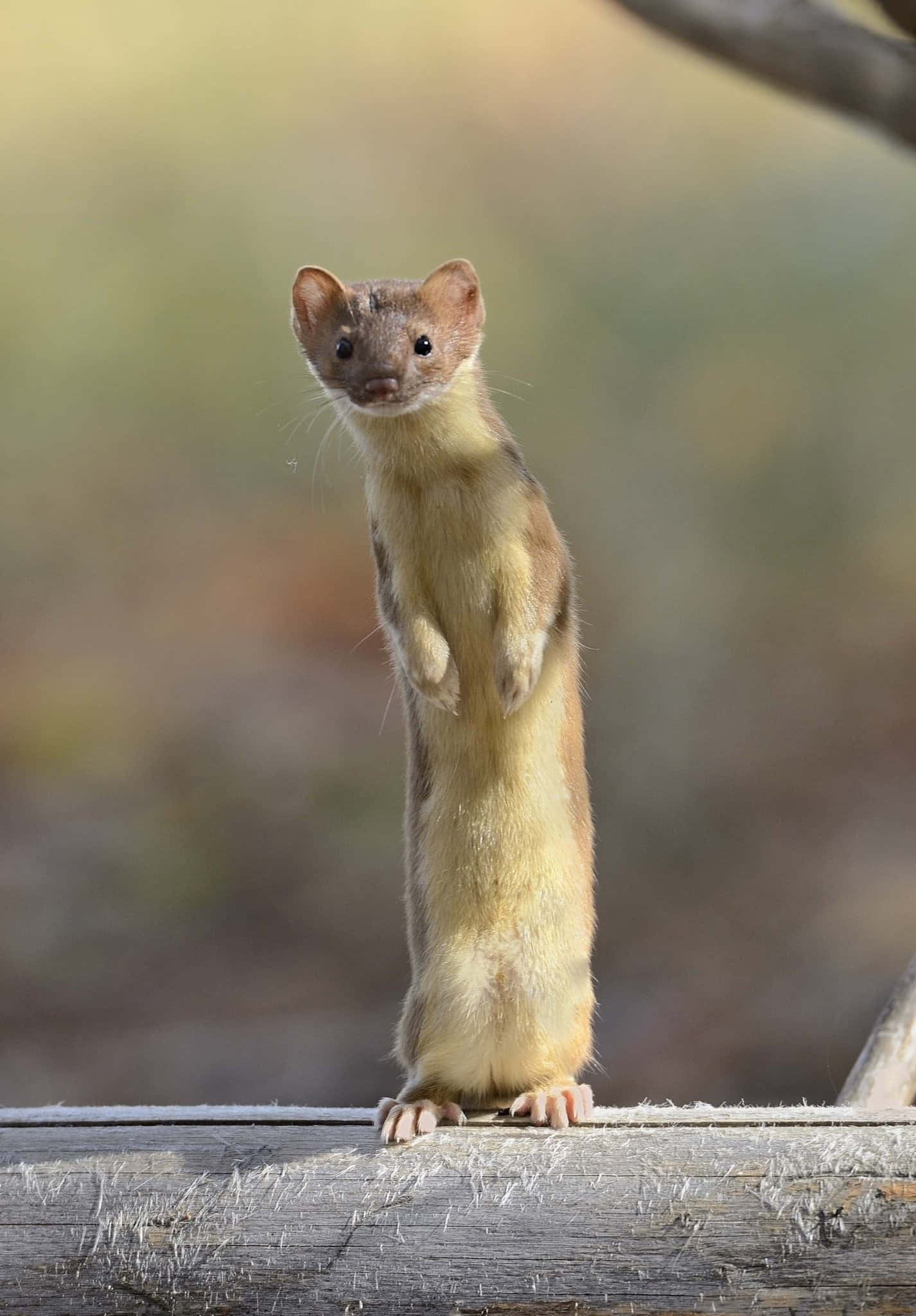 Weasel, weathered log, bright eyes, Full HD Phone Wallpaper