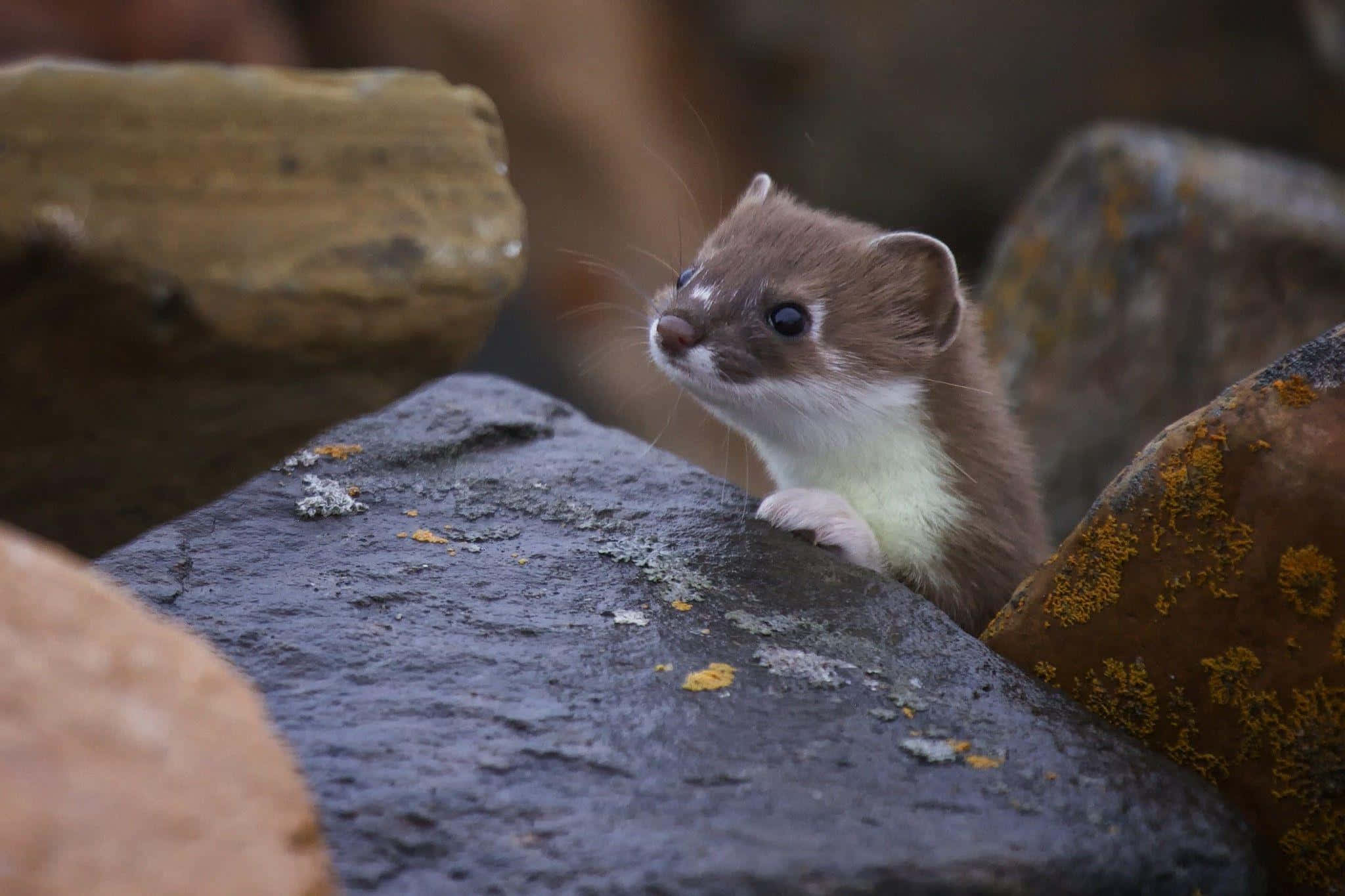 weasel, brown fur, white chest, Full HD Desktop Wallpaper
