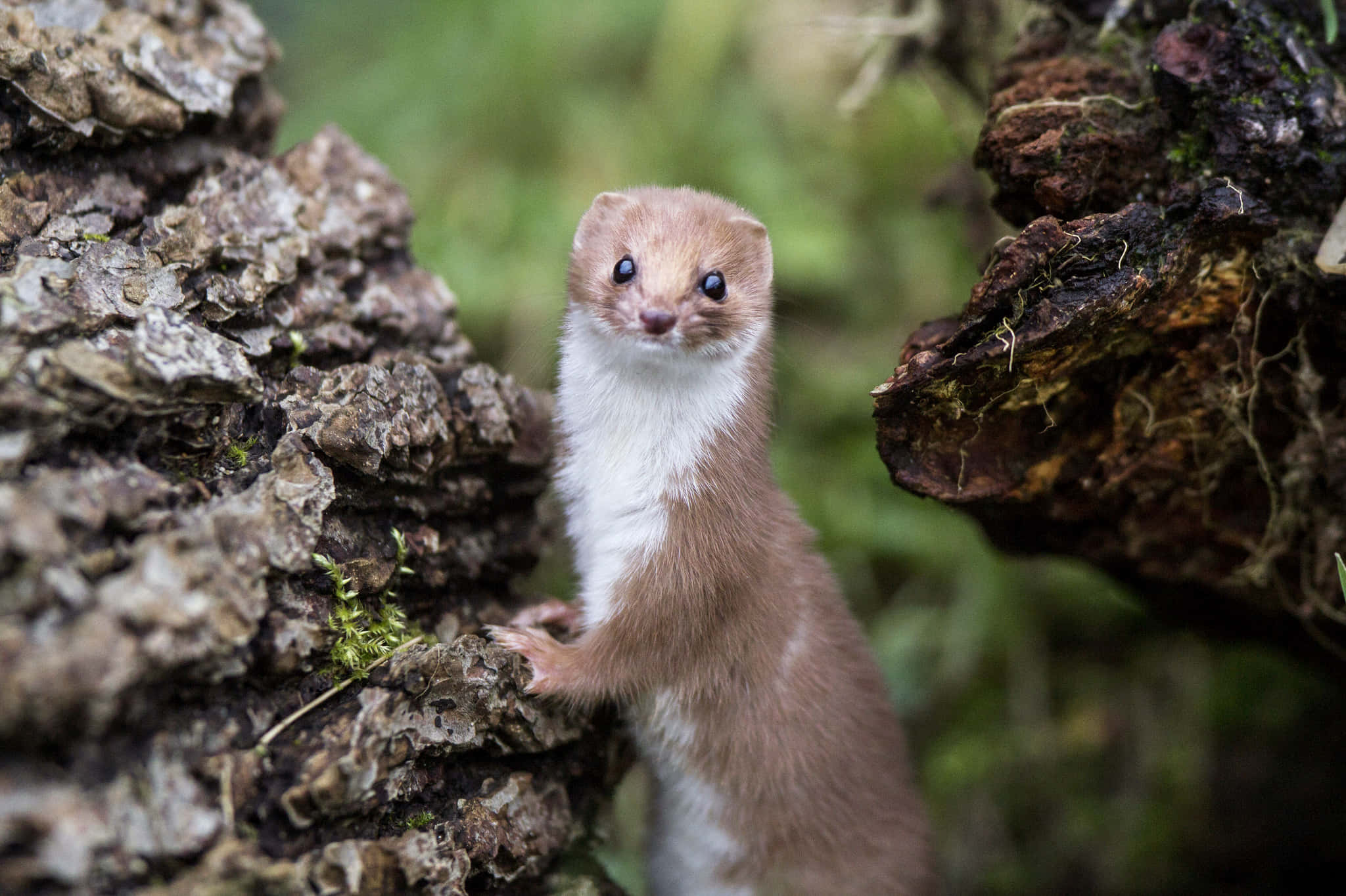 weasel, white chest, brown fur, Full HD Desktop Wallpaper