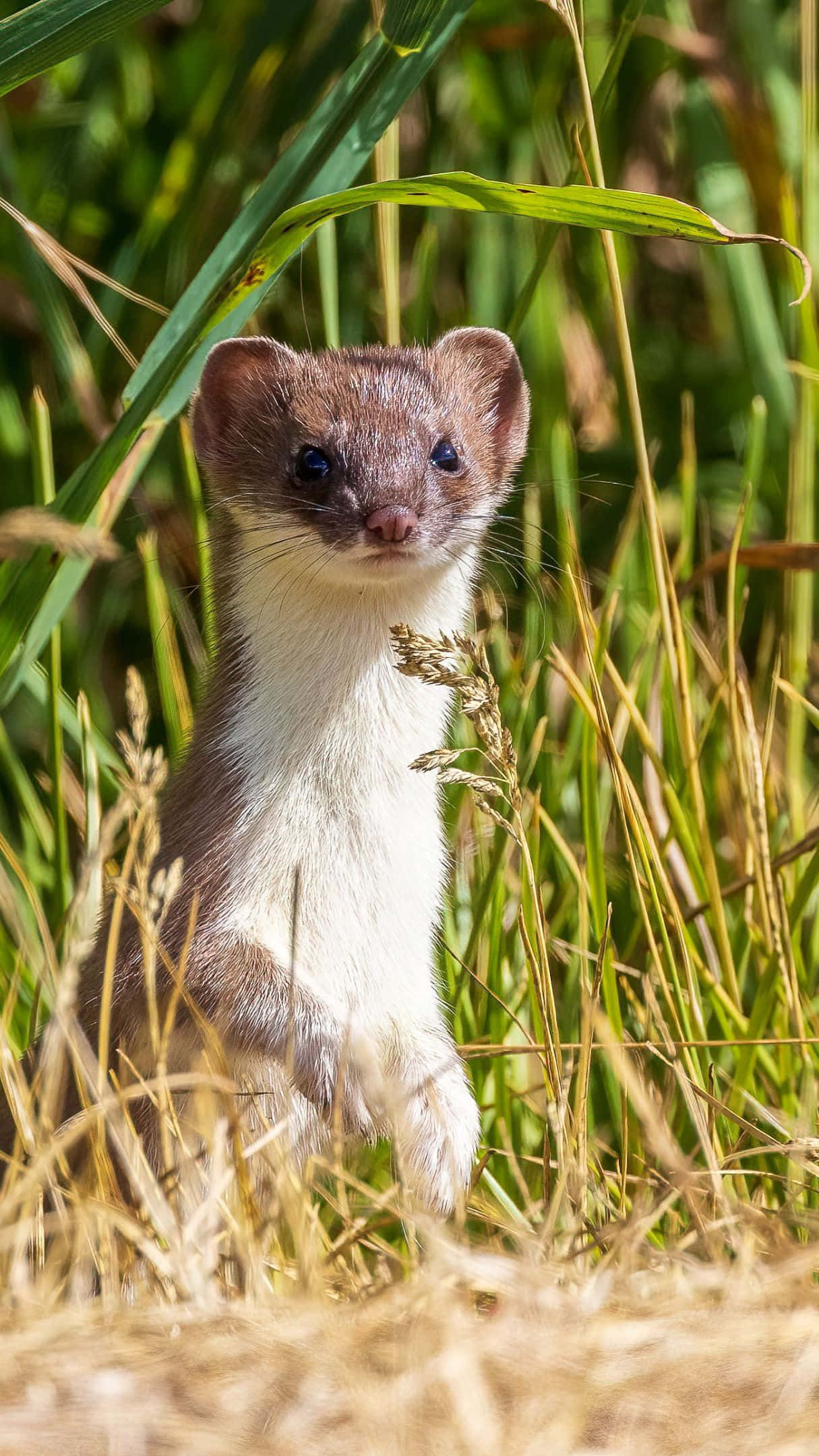 Weaselin Grass, weasel, sunlit grass, Full HD Phone Wallpaper