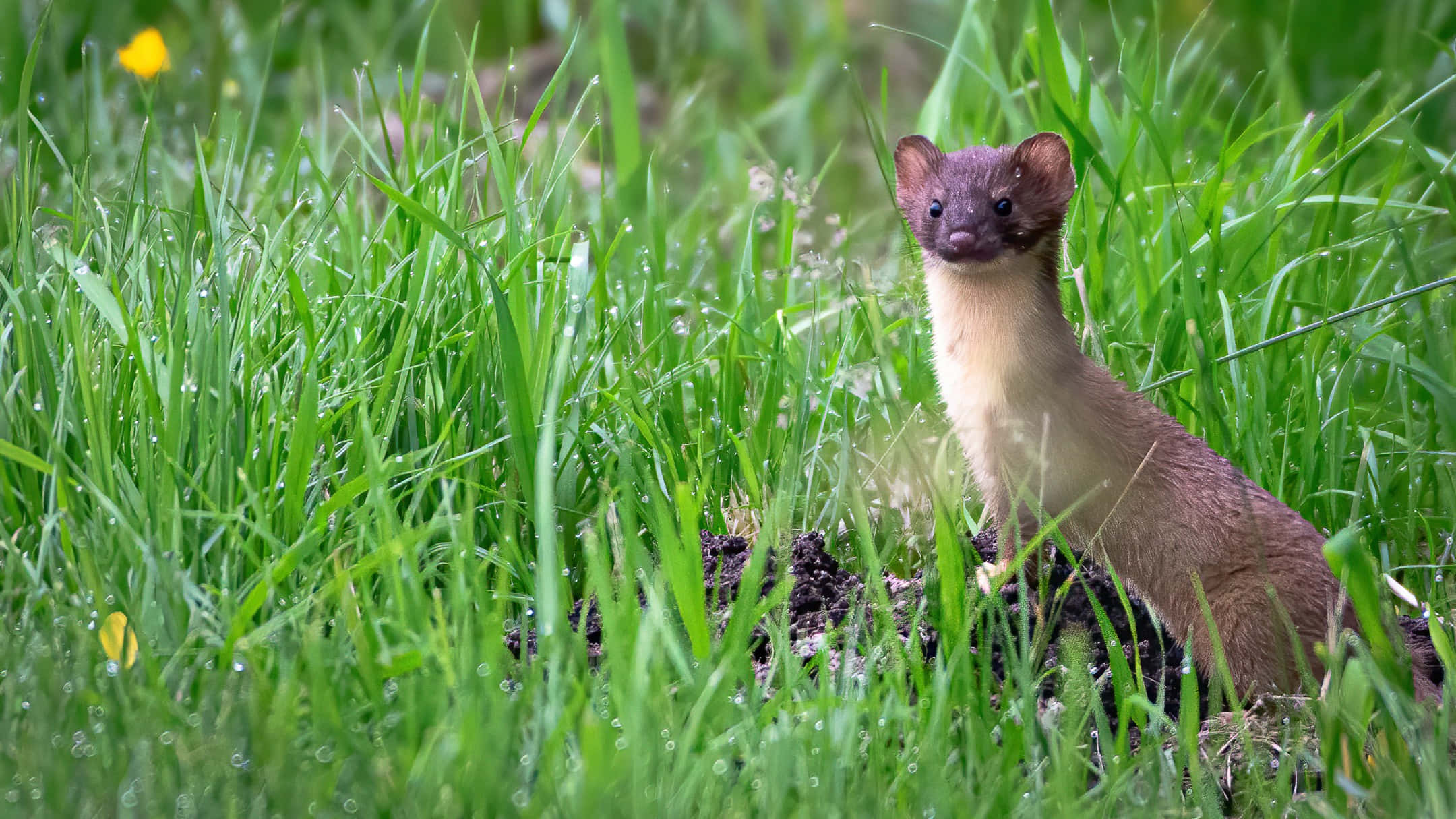Weaselin Grass, cream chest, brown fur, Full HD Desktop Wallpaper