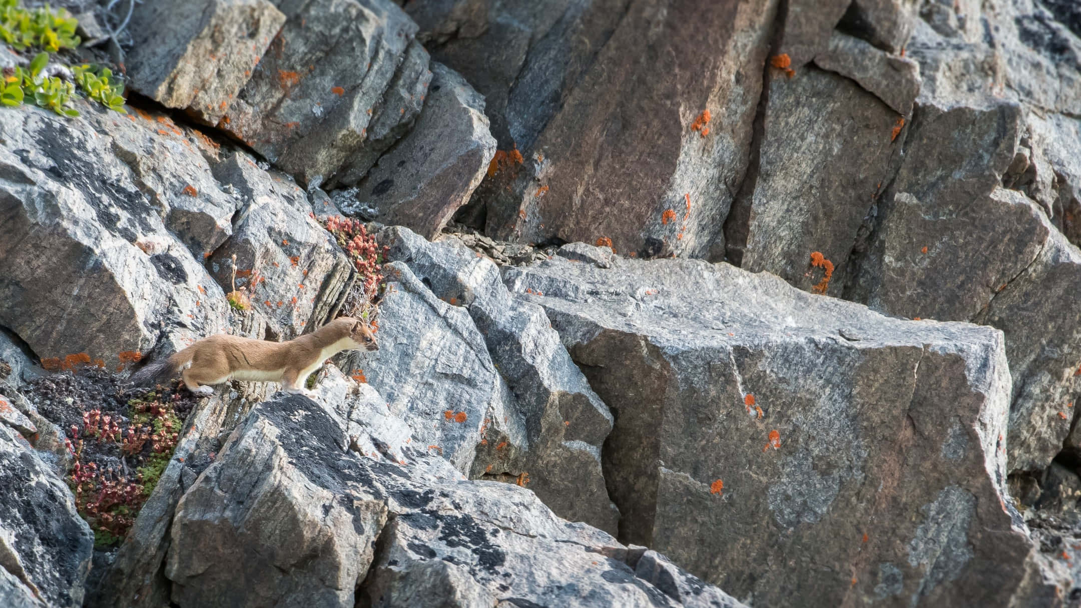 Weasel, rocky terrain, gray rocks, Full HD Desktop Wallpaper