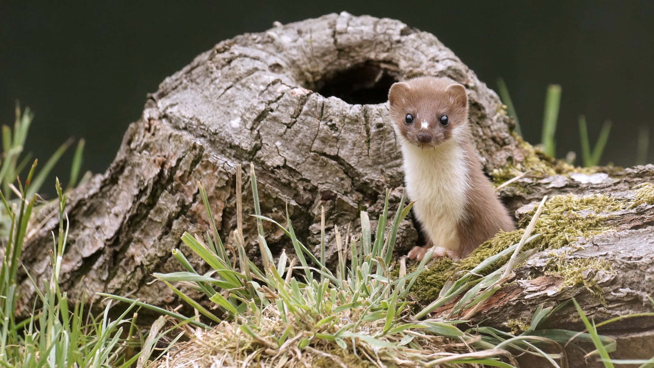 weasel, hollow log, green grass, Full HD Desktop Wallpaper