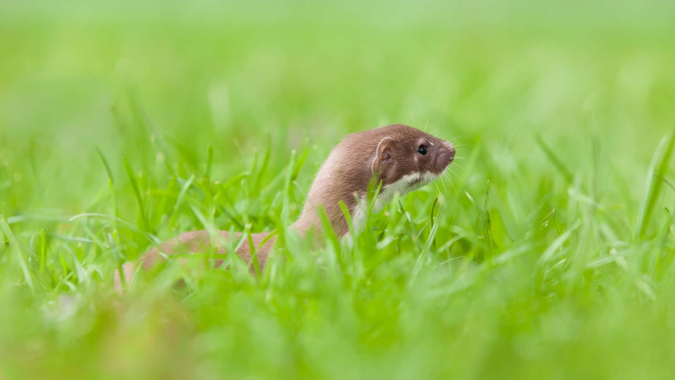 weasel, grass, sunlit meadow, Full HD Desktop Wallpaper