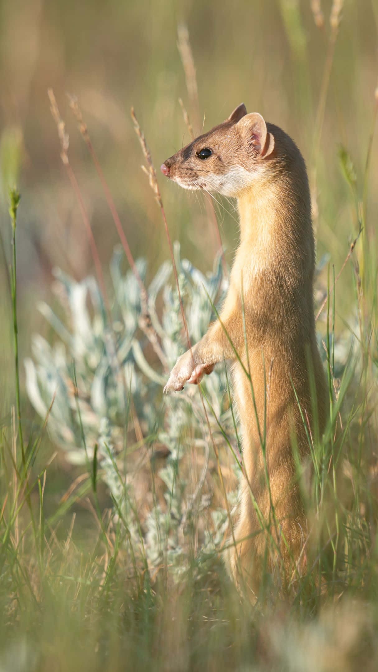 Weaselin Grass, slender weasel, sunlit grass, Full HD Phone Wallpaper