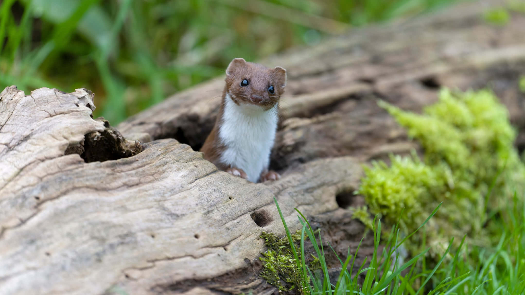 weasel, hollow log, mossy log, Full HD Desktop Wallpaper