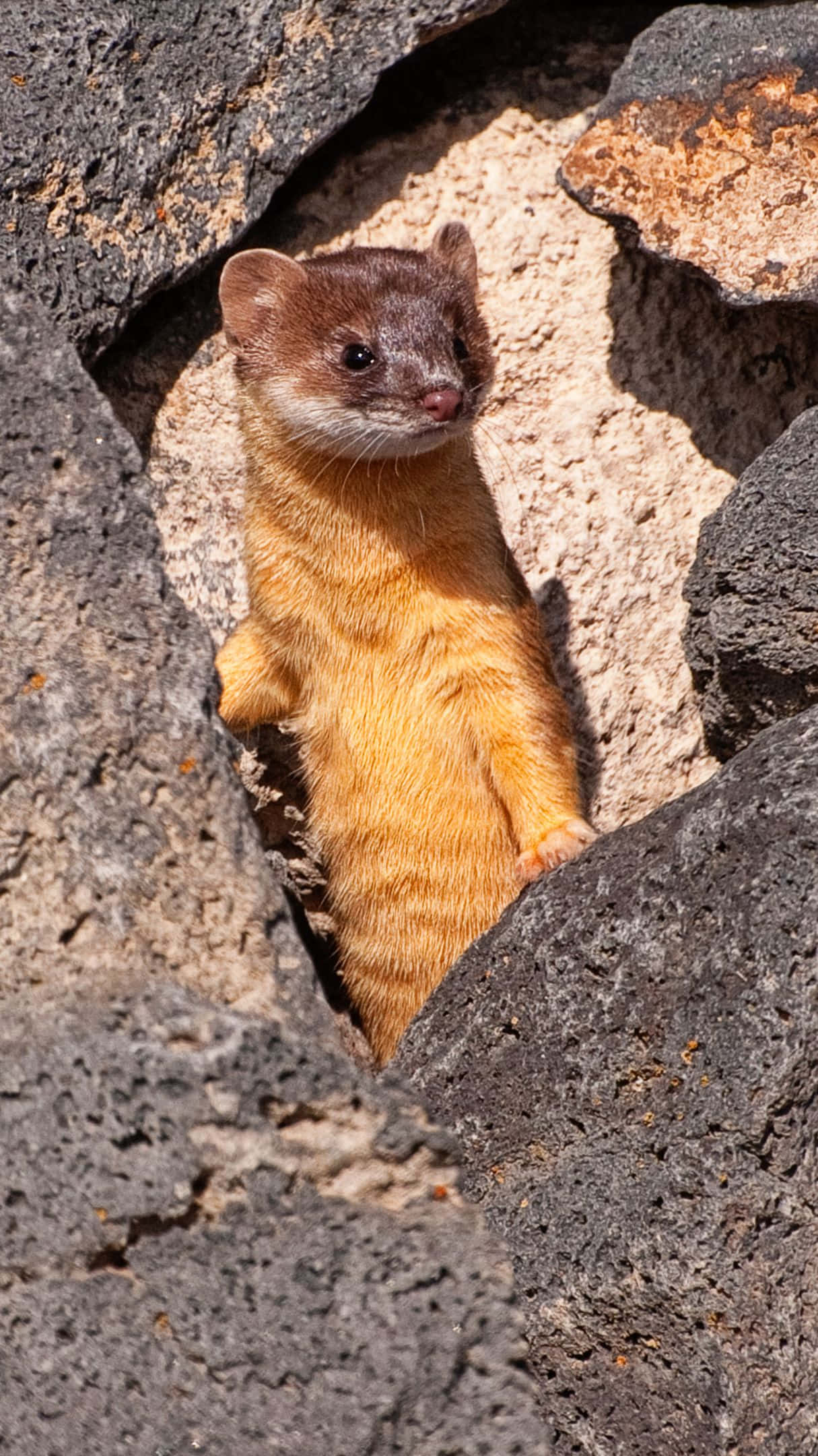 Weasel, golden weasel, sunlit rock crevice, Full HD Phone Wallpaper