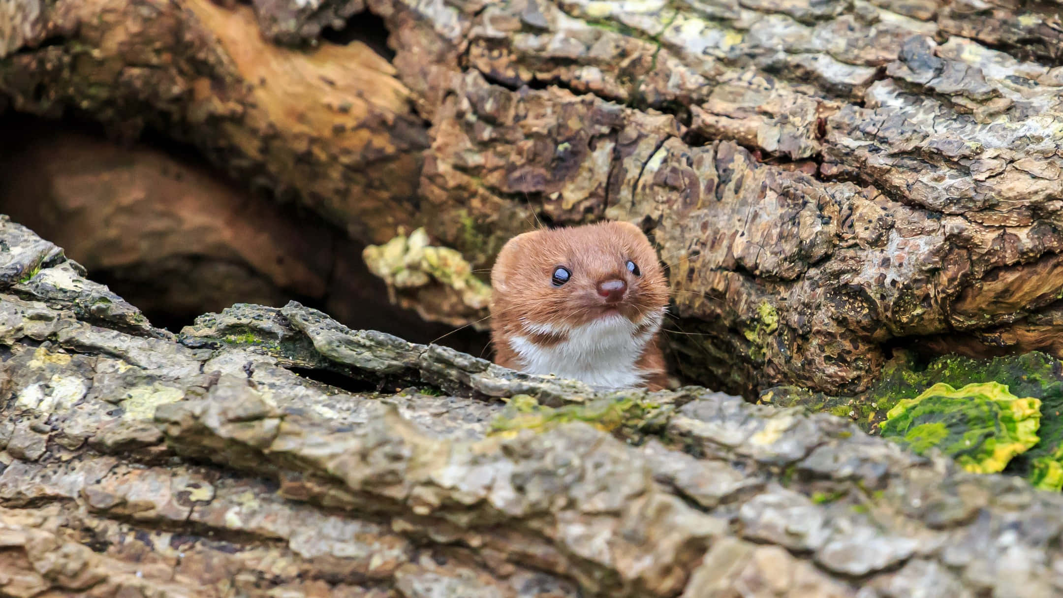 weasel, tree hollow, mossy tree trunk, Full HD Desktop Wallpaper
