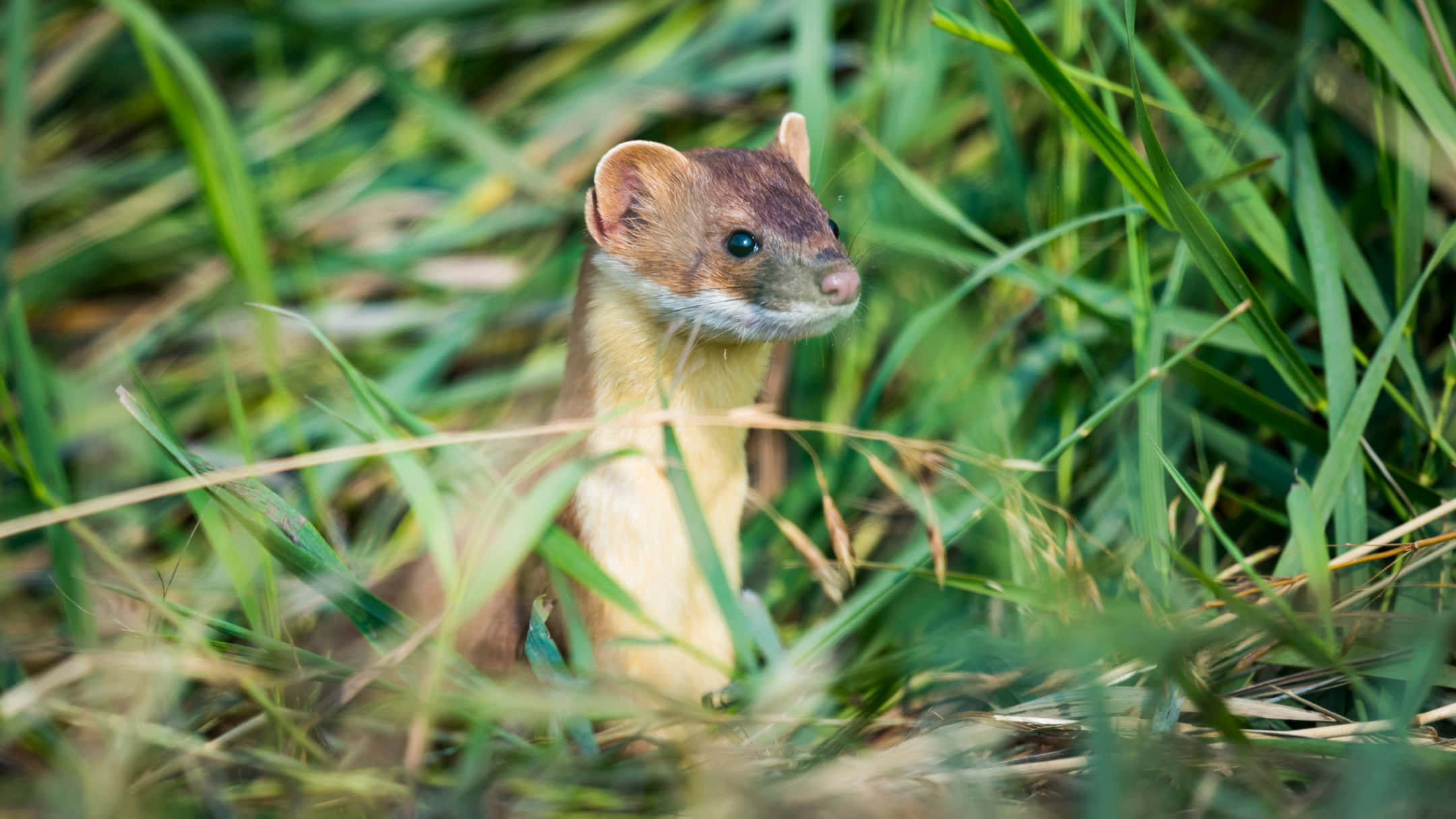 Weaselin Grass, weasel, brown head, Full HD Desktop Wallpaper