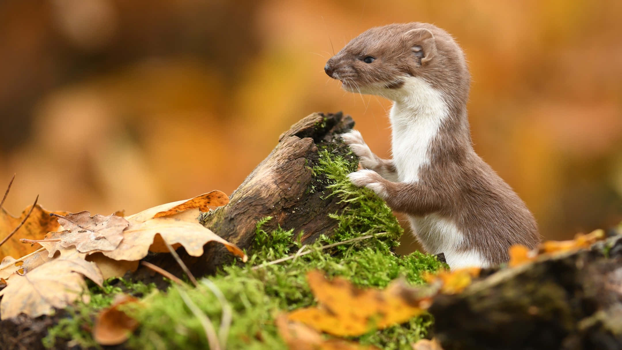 autumn weasel, mossy log, fallen autumn leaves, Full HD Desktop Wallpaper