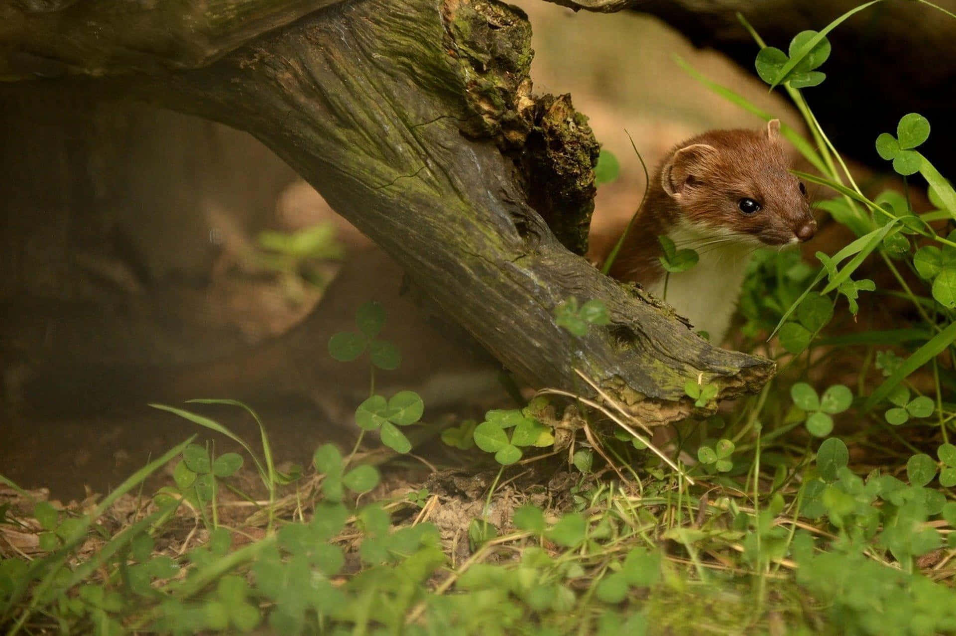 weasel, hollow log, mossy log, Full HD Desktop Wallpaper
