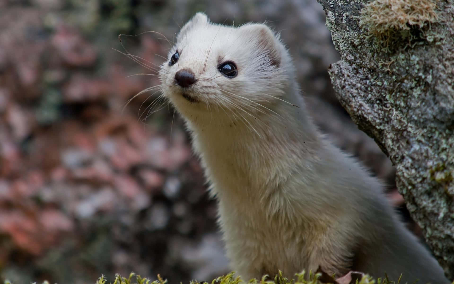 Curious White Weaselin Nature.jpg, fluffy white weasel, mossy tree trunk, Full HD Desktop Wallpaper