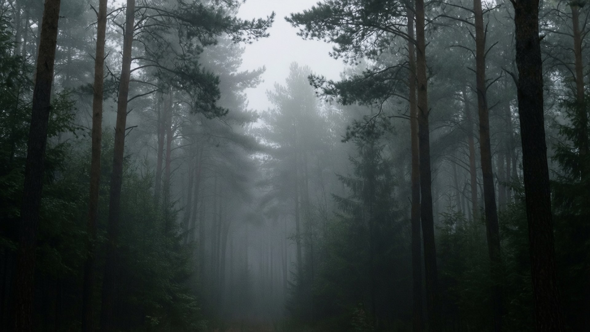 forest, fog, foggy morning, Full HD Desktop Wallpaper