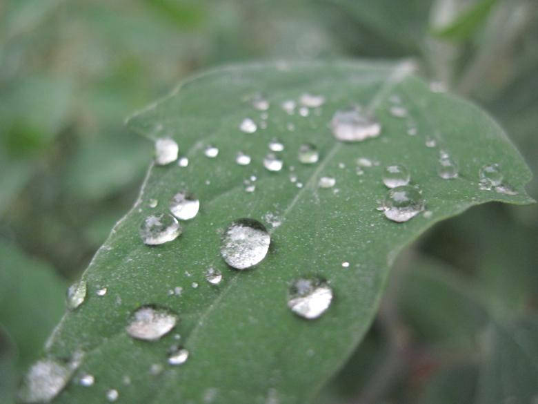 green leaf, water droplets, vibrant green, SD Desktop Wallpaper