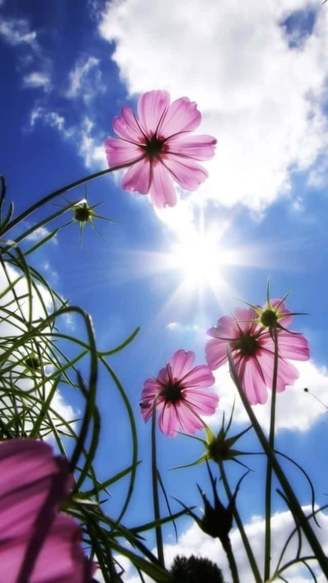 pink cosmos flowers, bright blue sky, fluffy white clouds, SD Phone Wallpaper