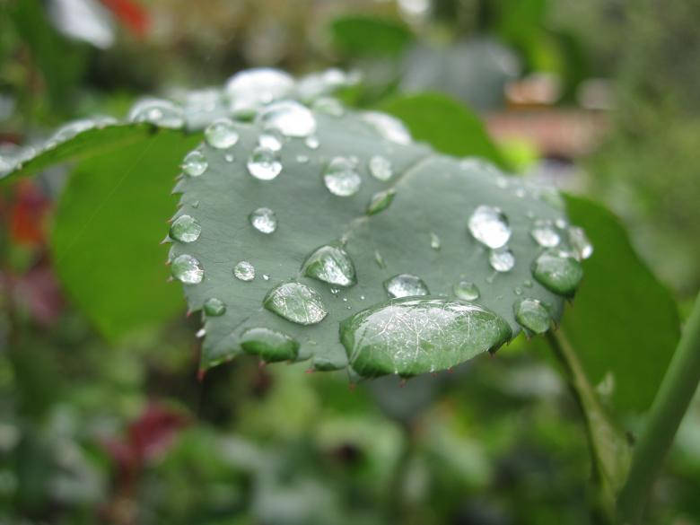 green leaf, glistening water droplets, blurred garden background, SD Desktop Wallpaper