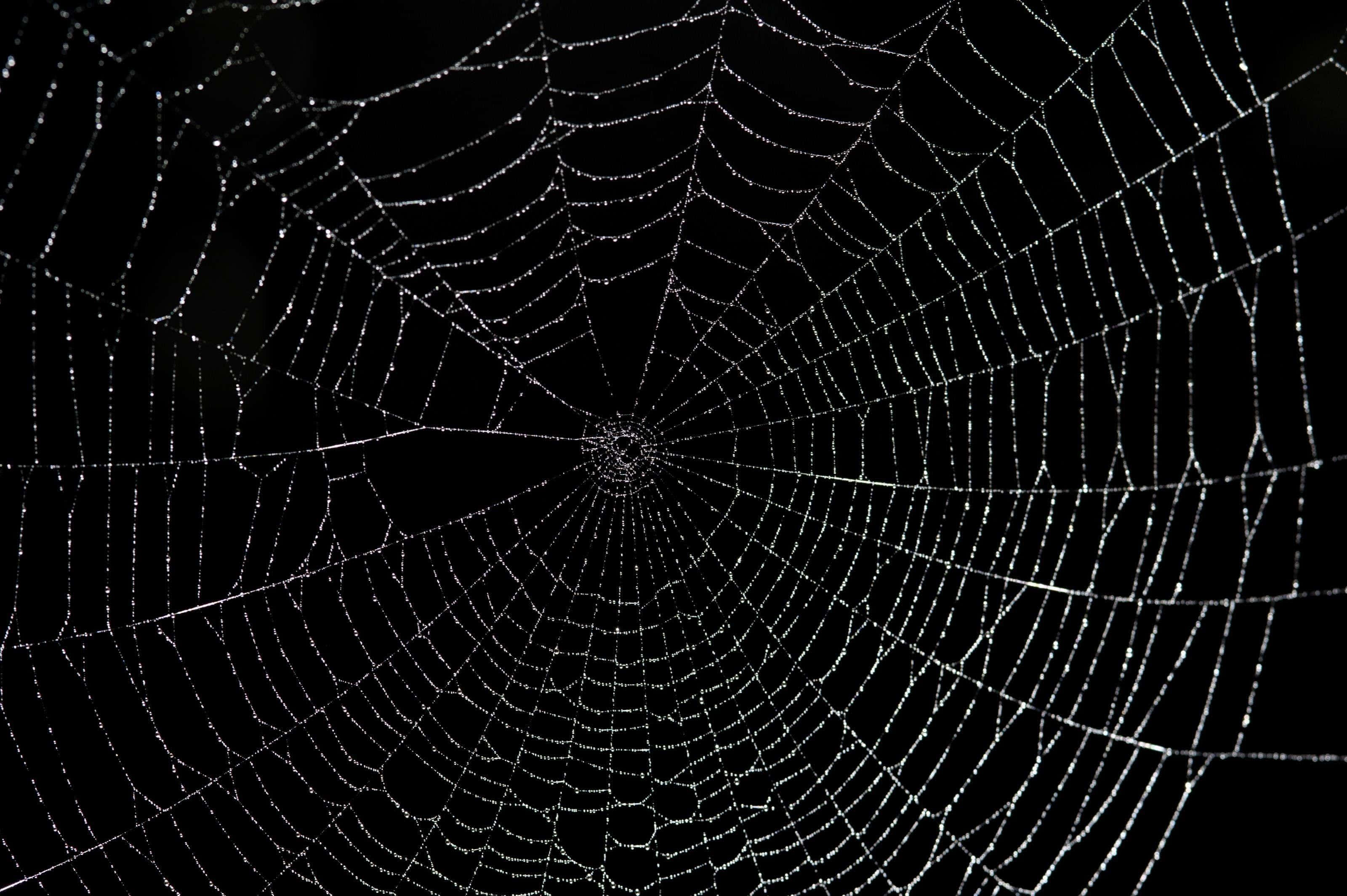 dewy spider web, dewdrops, stark black background, 2K Desktop Wallpaper