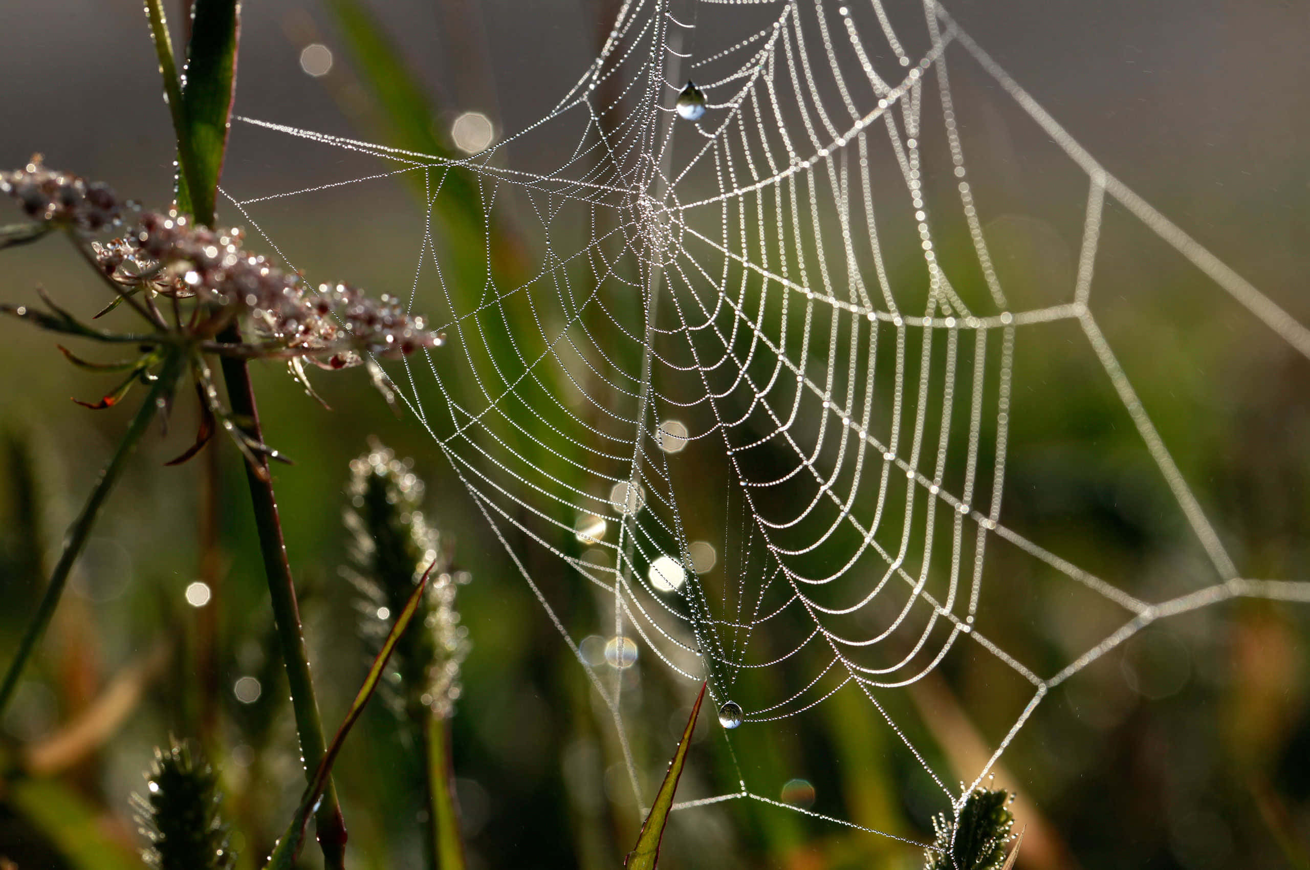dewy spider web, morning light, soft green foliage, 2K Desktop Wallpaper