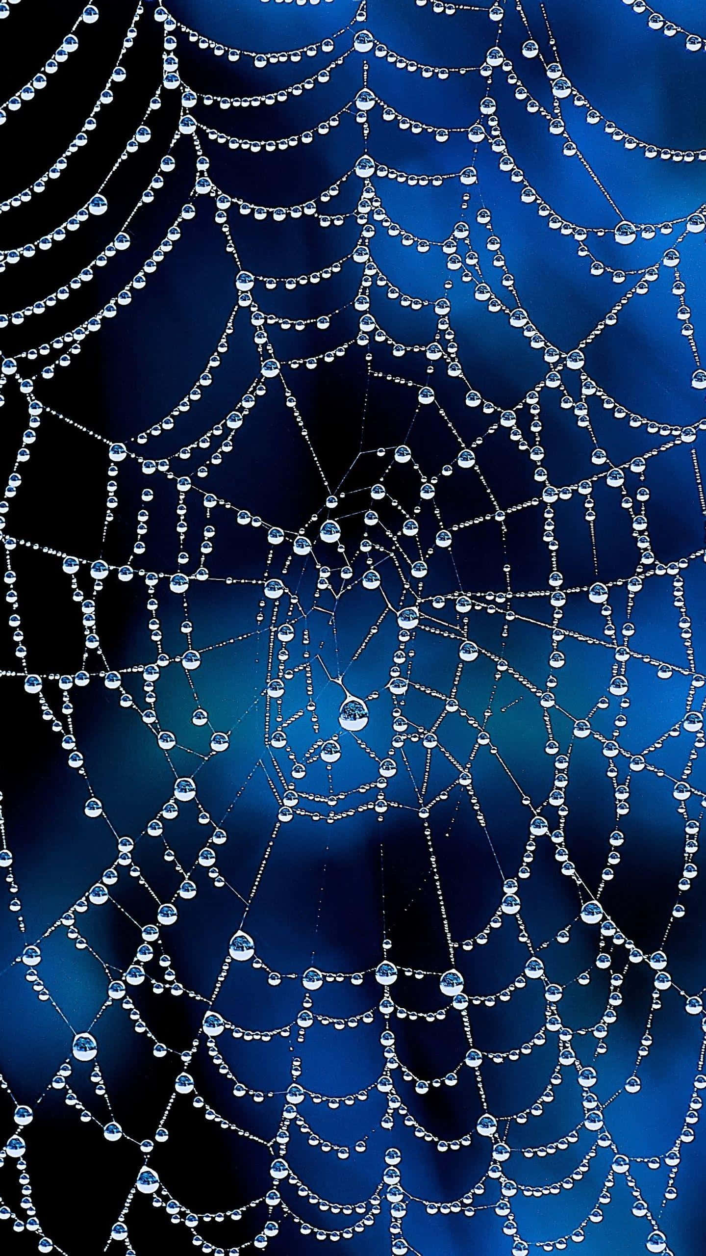 dewy spider web, dewdrops, deep blue gradient background, 2K Phone Wallpaper