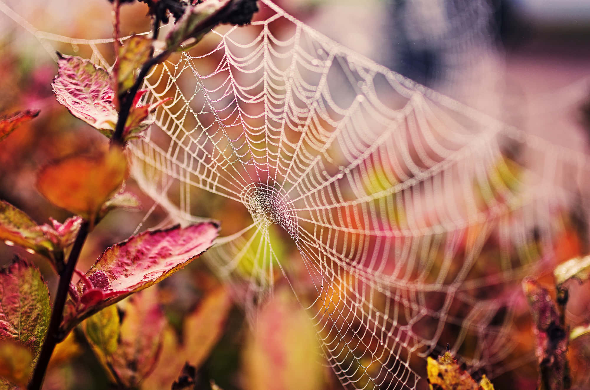 dewy spider web, autumn leaves, warm hues, Full HD Desktop Wallpaper
