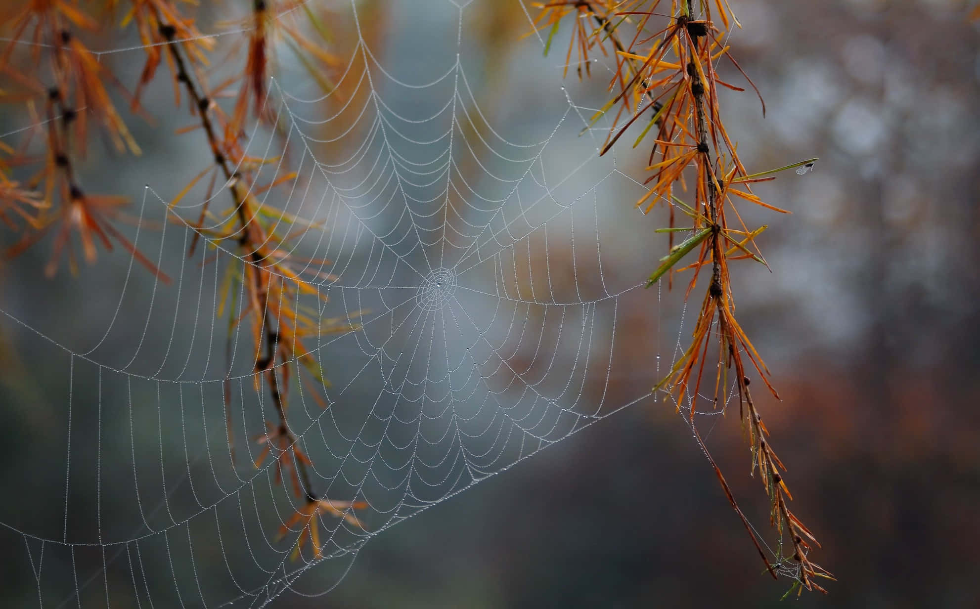 autumn spider web, dewdrops, amber autumn branches, Full HD Desktop Wallpaper