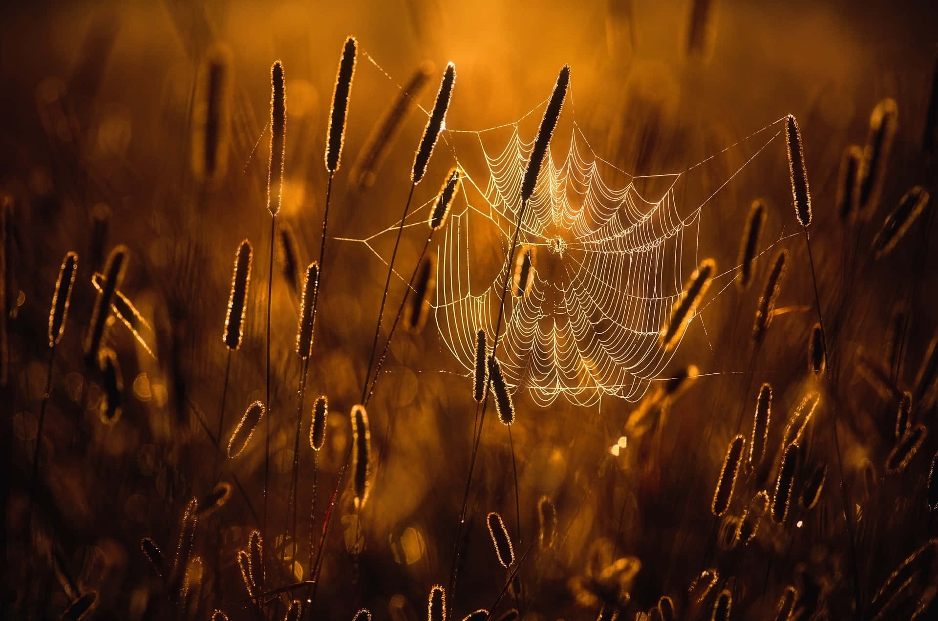Golden Hour, spiderweb, golden, Full HD Desktop Wallpaper