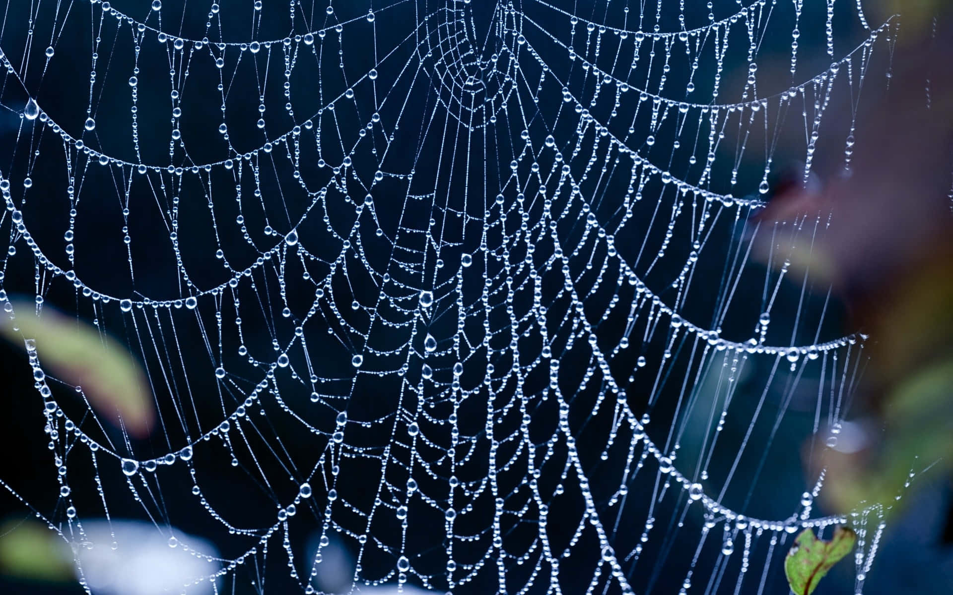 dewy spider web, dewdrops, dark blue backdrop, Full HD Desktop Wallpaper