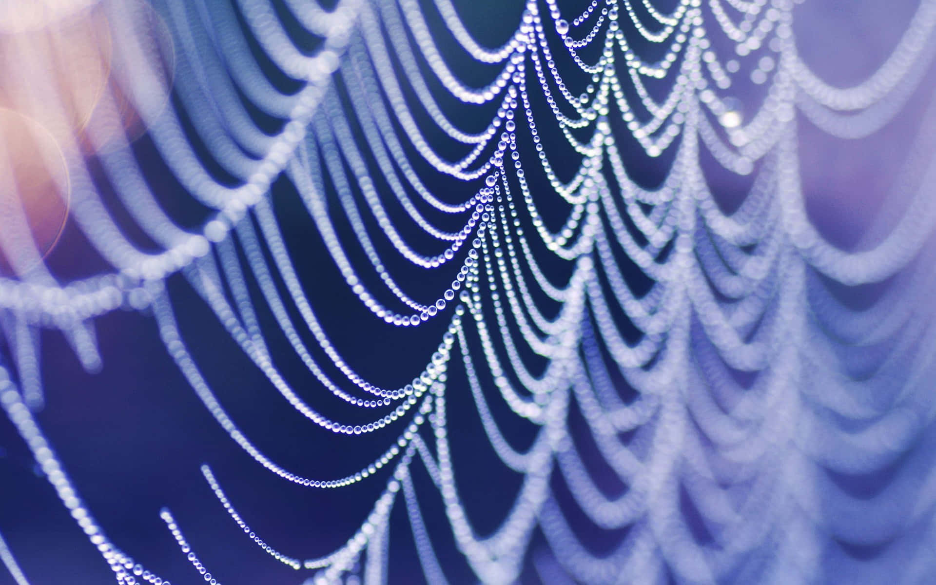 dewy spider web, morning light, soft blue and purple light, Full HD Desktop Wallpaper