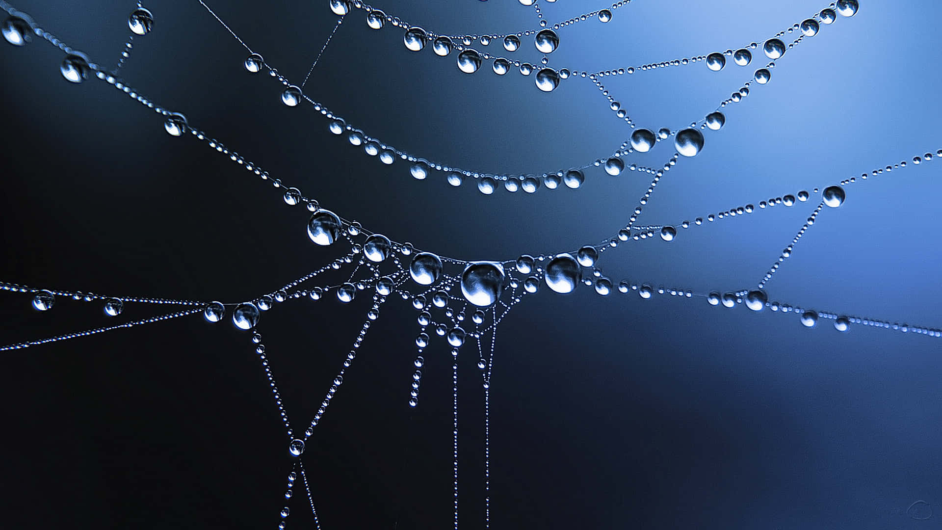 Dew Dropson, spider web, dewdrops, Full HD Desktop Wallpaper